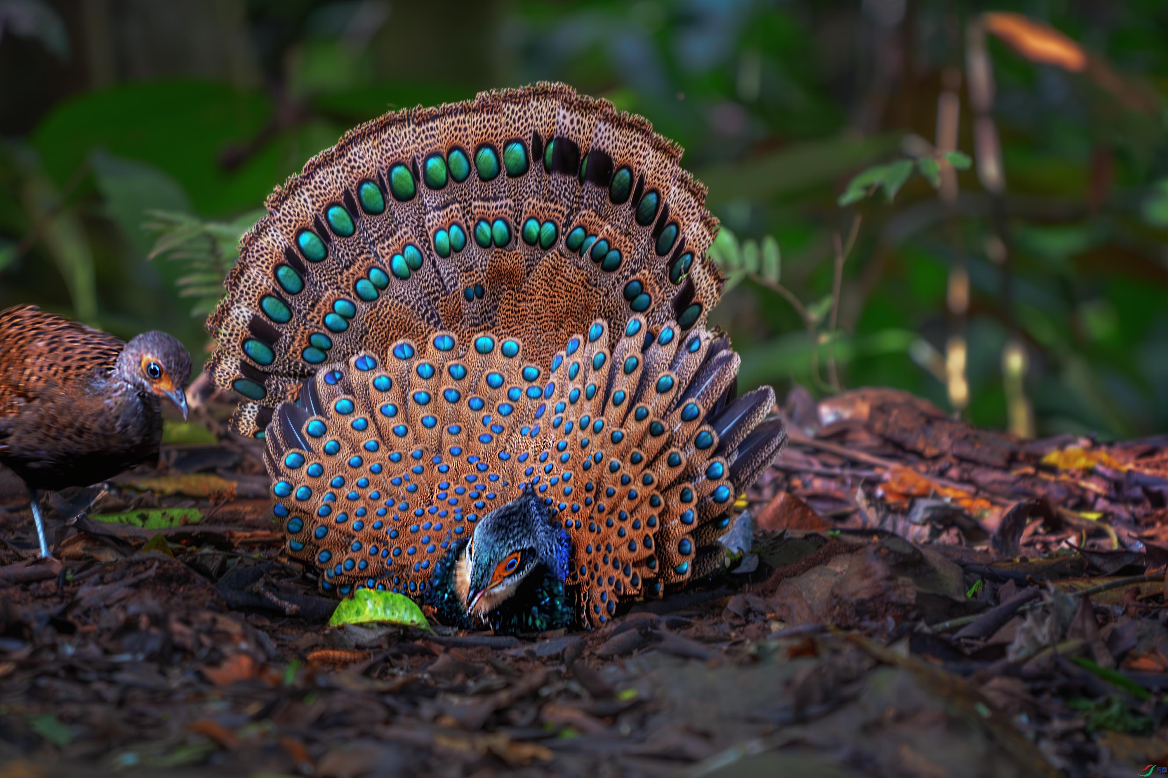 DSC_5214-����ǿ-NR ����1.jpg