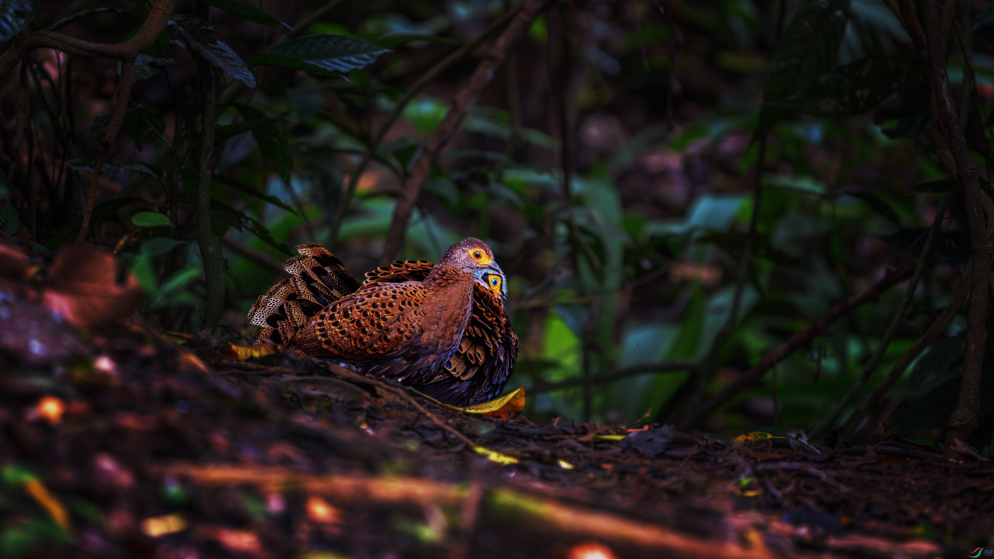 DSC_6259-����ǿ-NR ����1.jpg