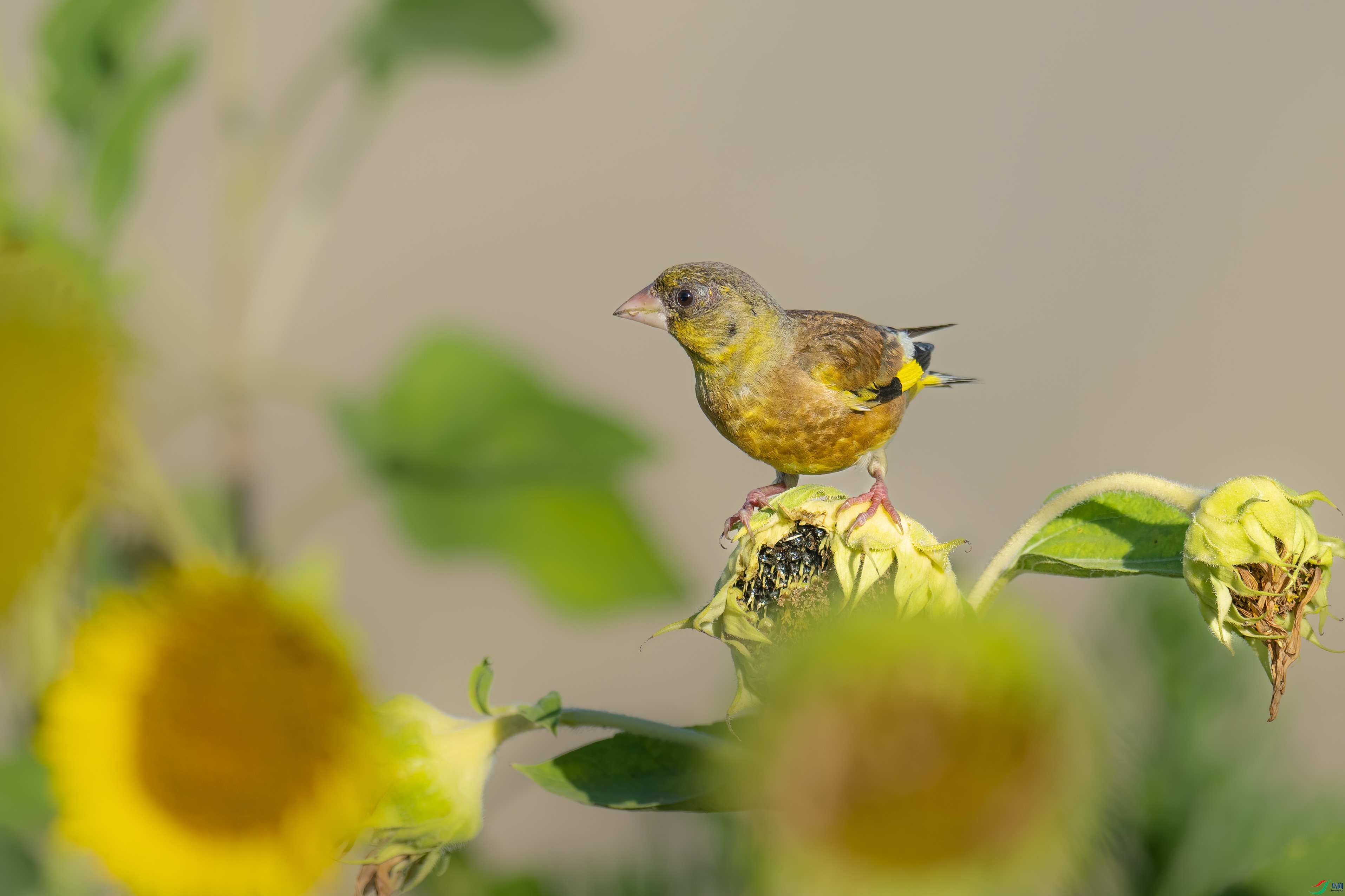 DSC_2015sen2023-7-9-26-�༭.jpg