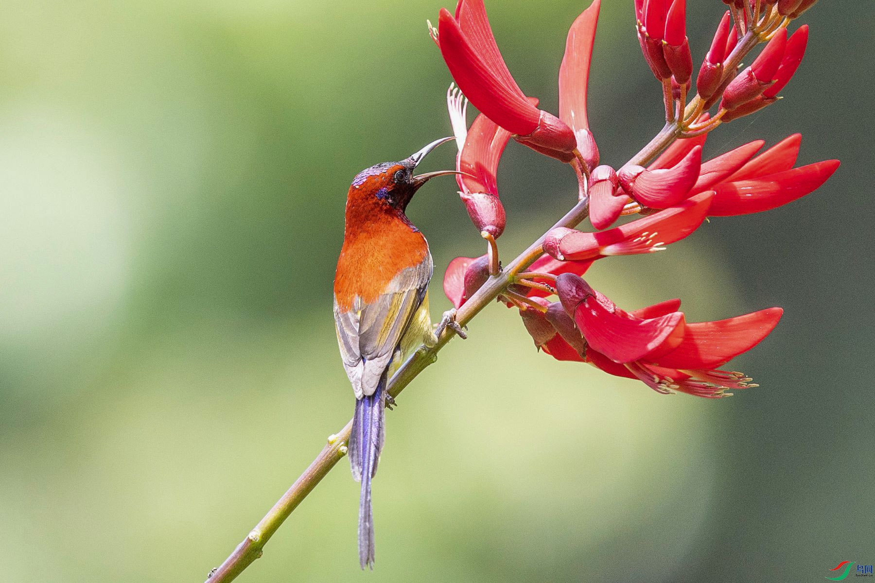 ����̫����