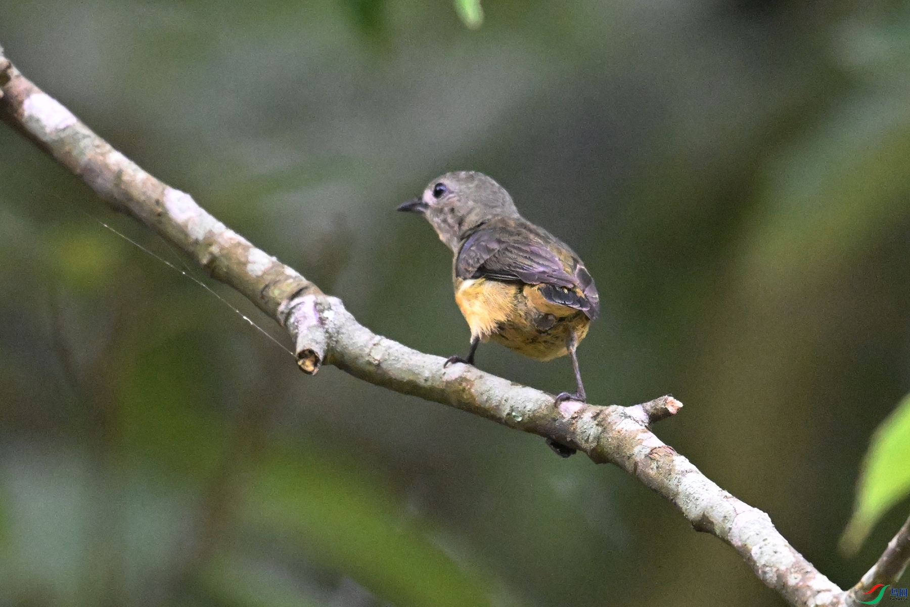 DSC_9919.JPG
