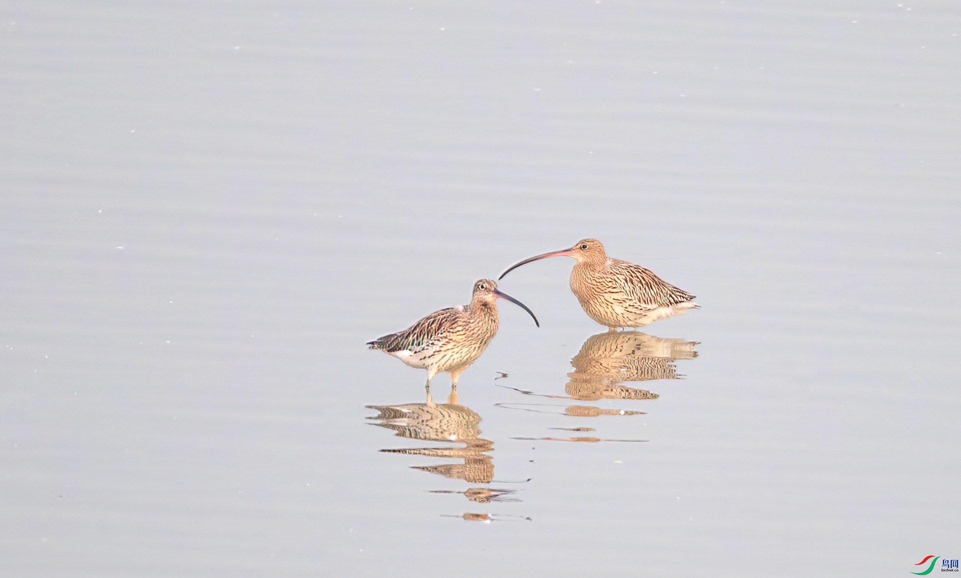 -�������AS7I3828 ����-Sh---1 .jpg