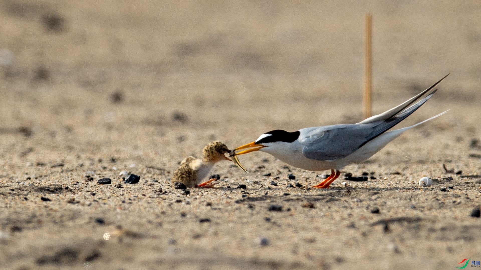 _WGB2300 ����.jpg