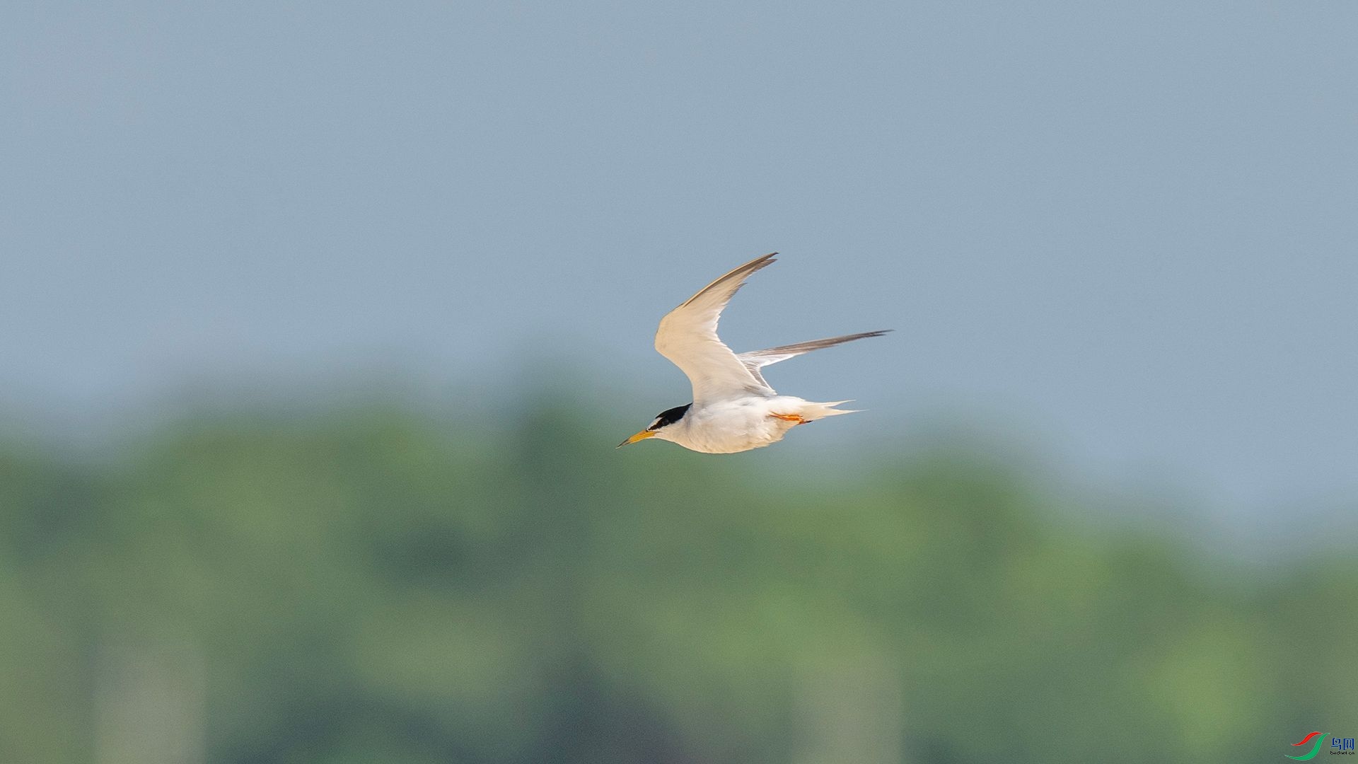 DSC09003 ����.jpg