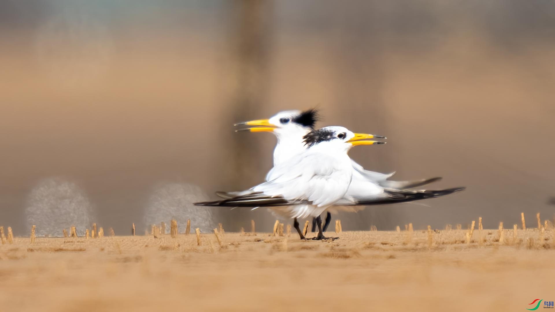 DSC06914 ����.jpg