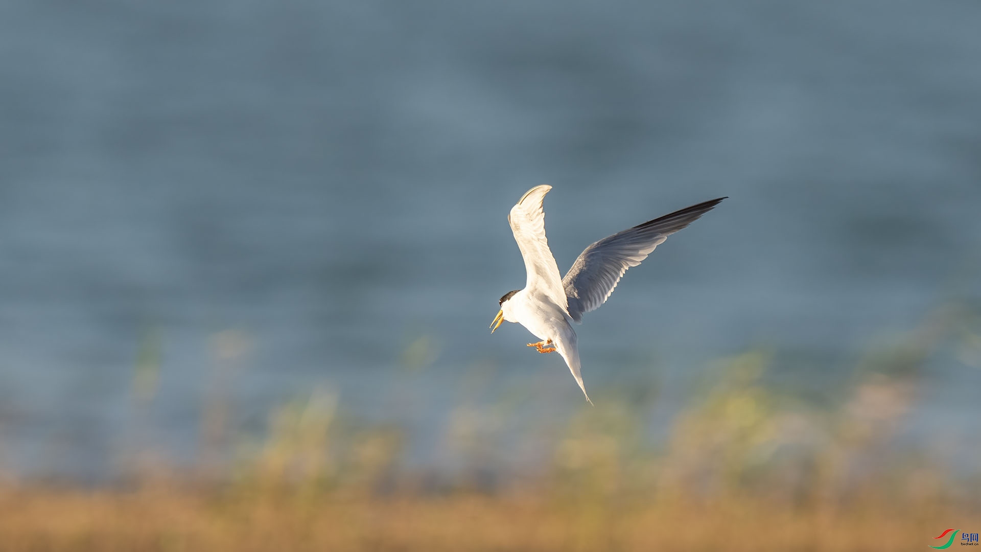 DSC01954 ����.jpg