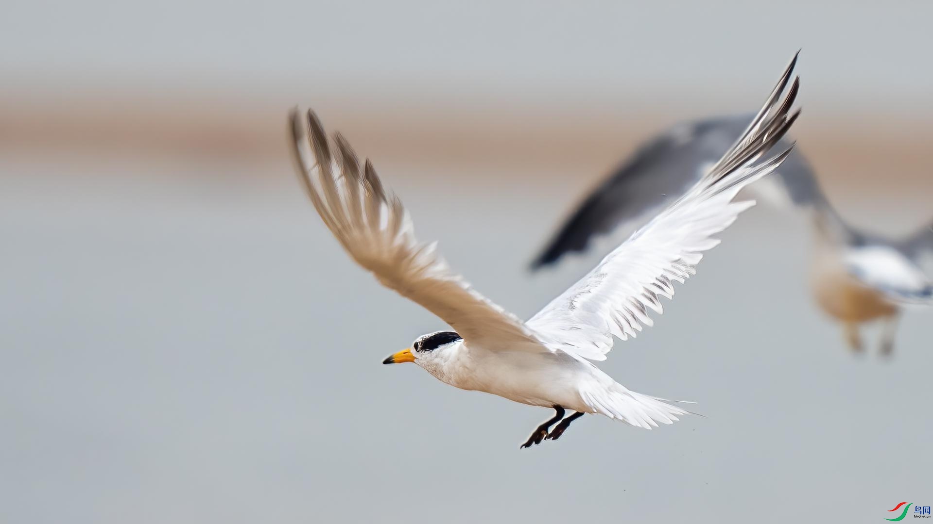 DSC00780 ����.jpg