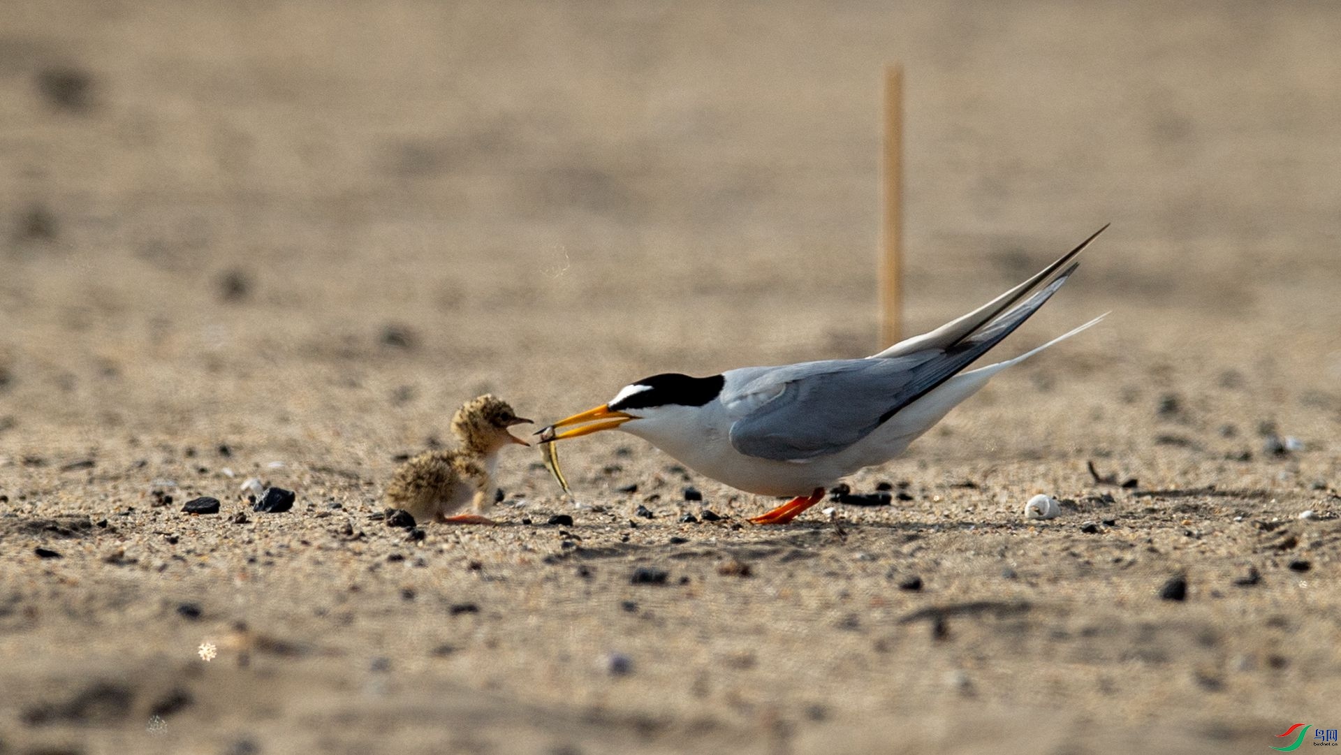 _WGB2305 ����.jpg