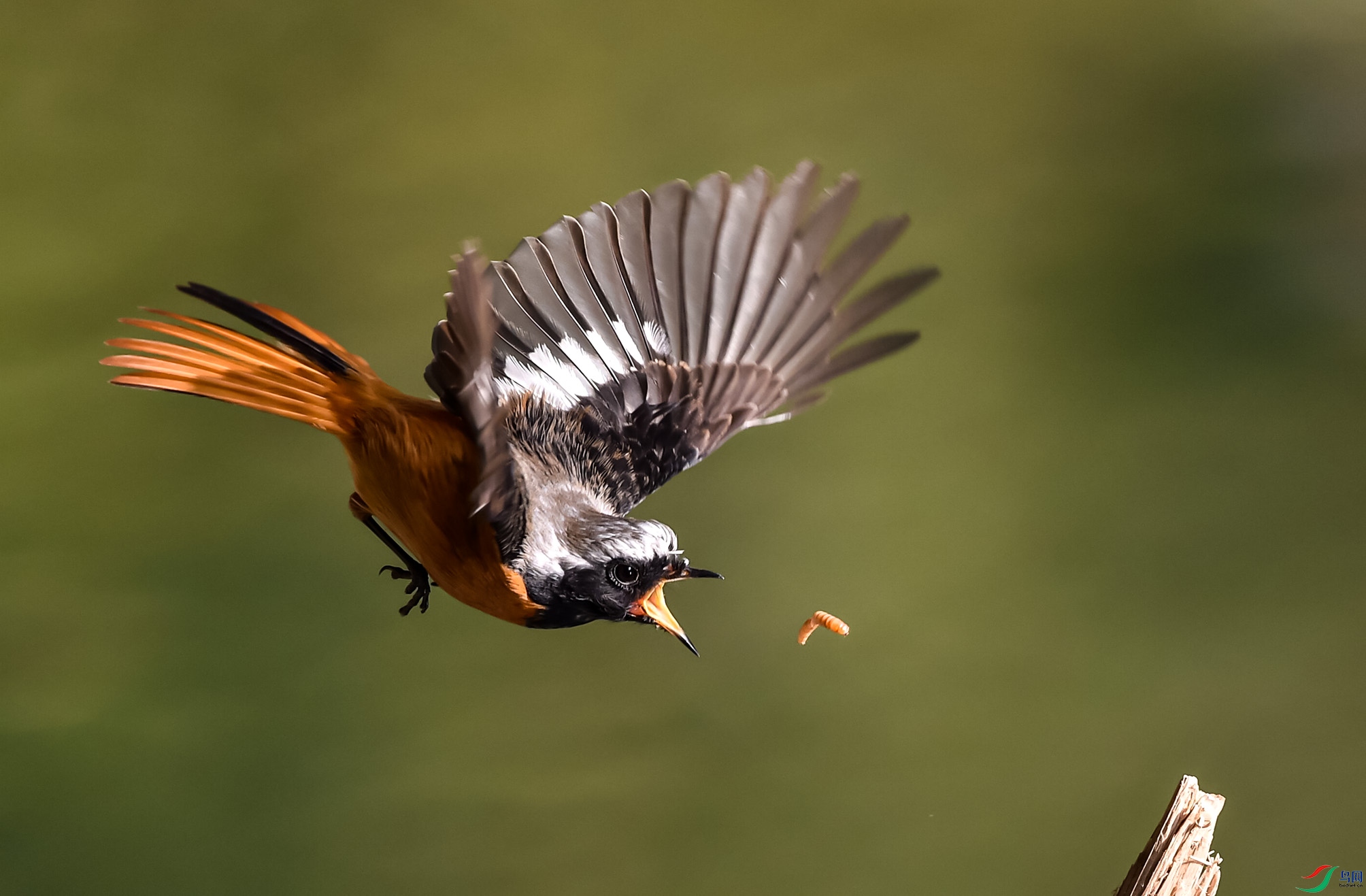 DSC_1999 (2)_����.jpg