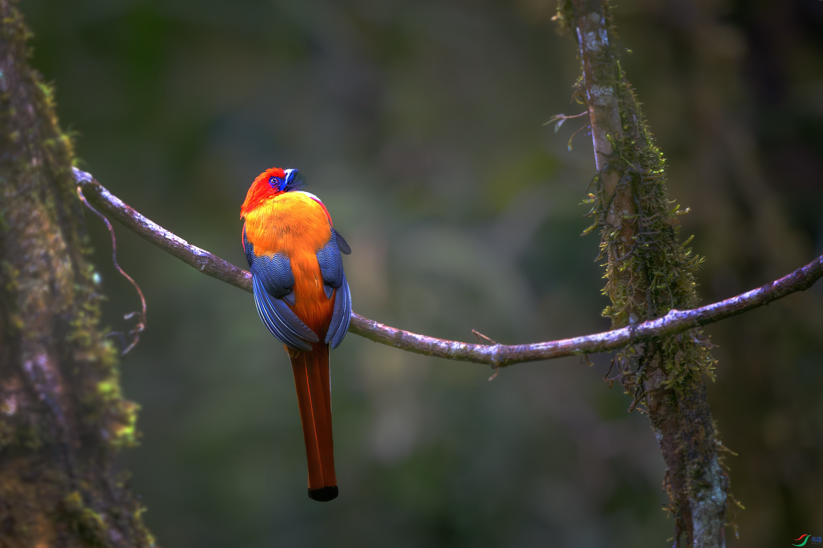 _DSC1017-����ǿ-NR ����1.jpg