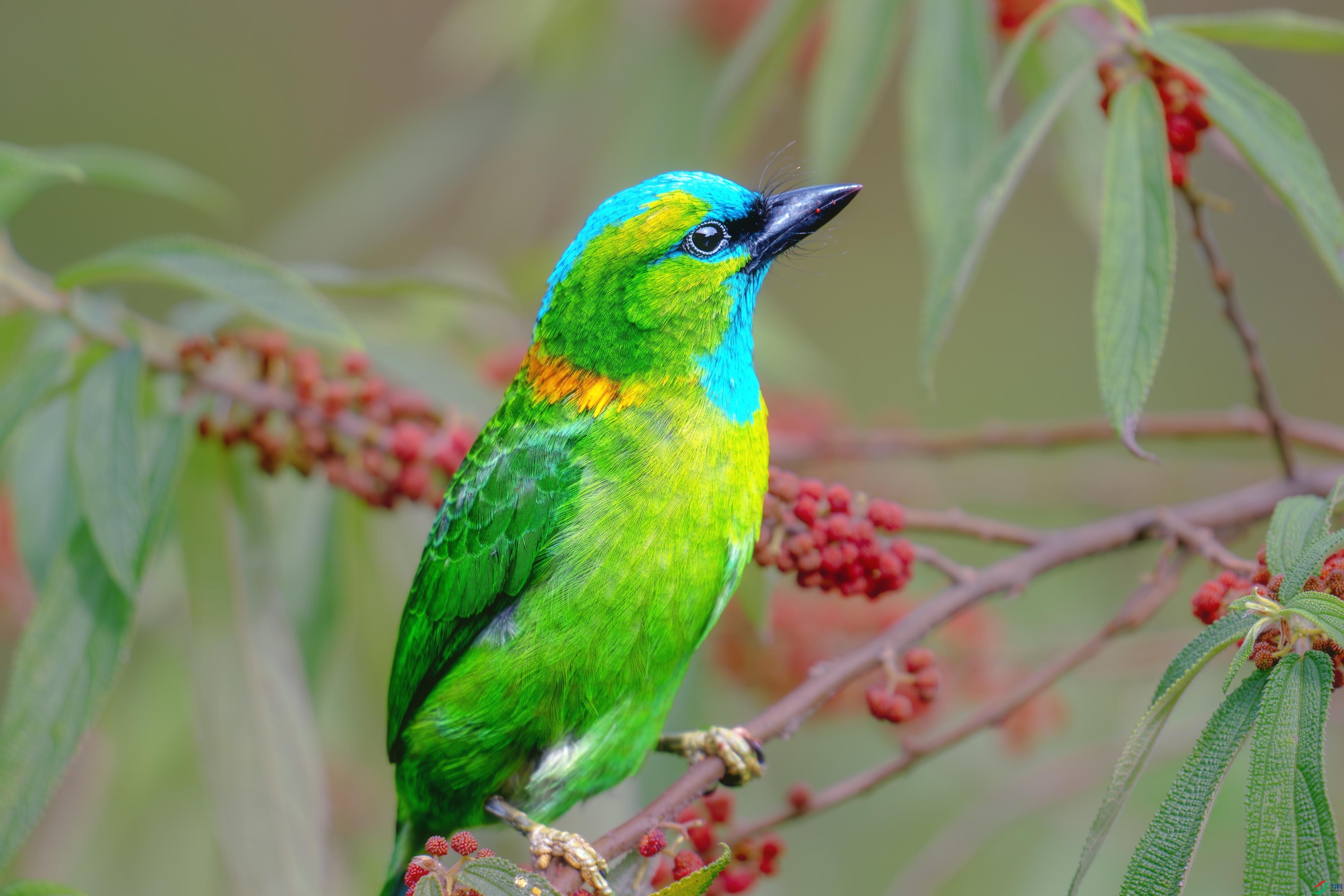 DSC_2308-����ǿ-NR ����1.jpg