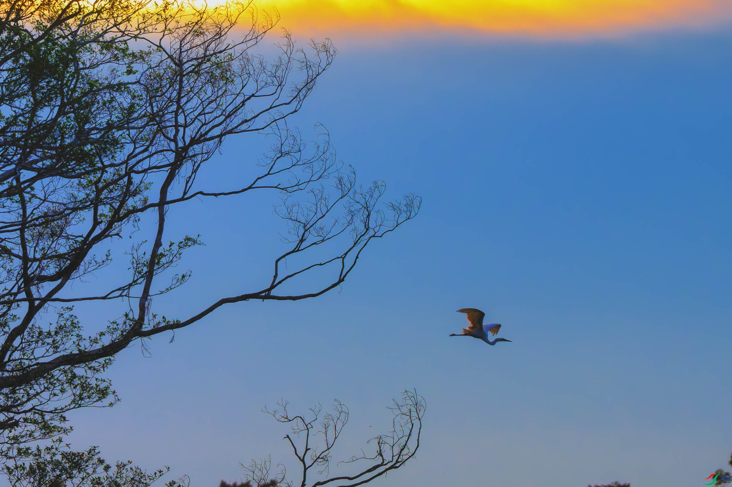 DSC_2153-����ǿ-NR-2 ����1.jpg