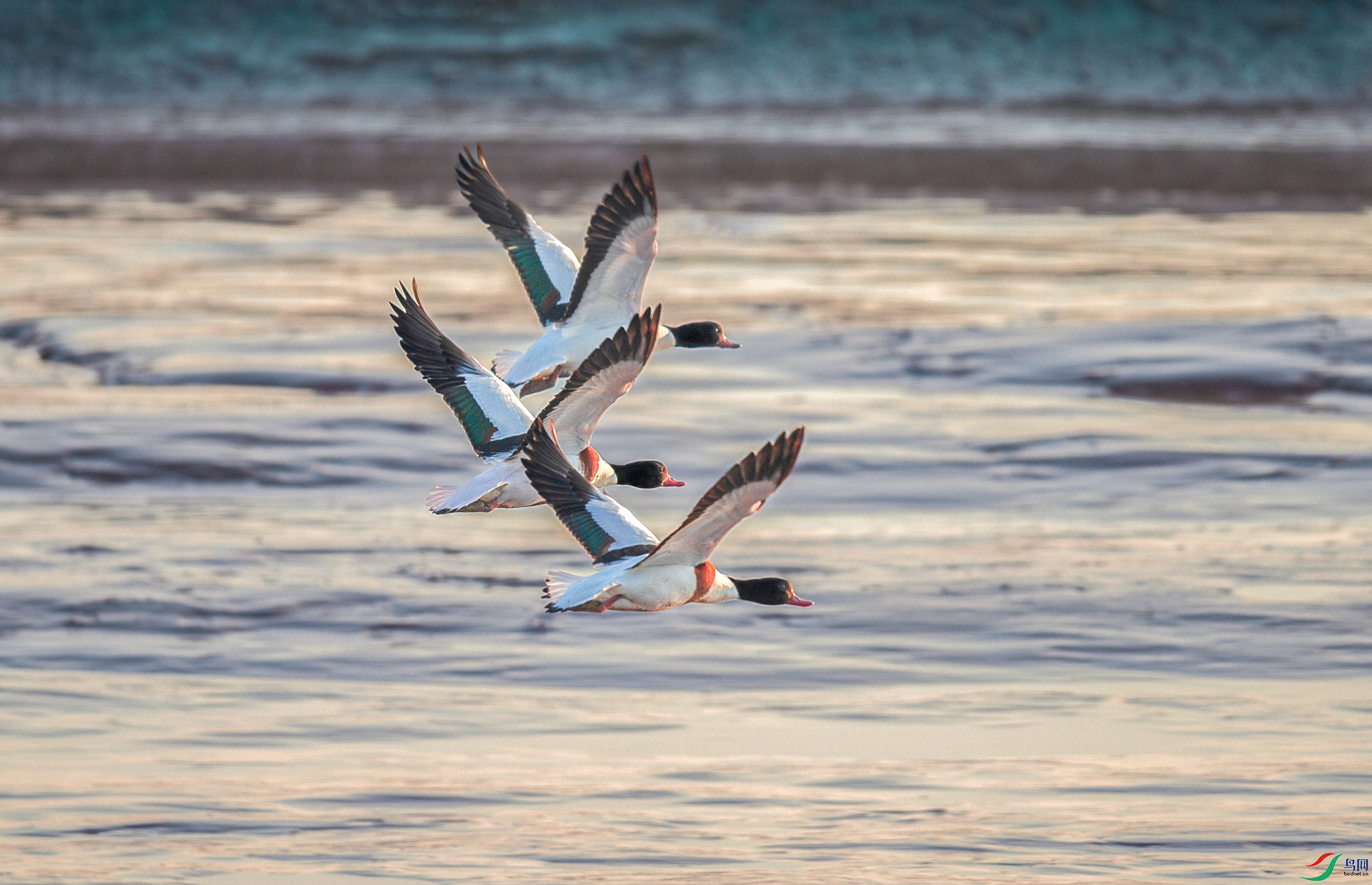 DSC_3455-����ǿ-NR.jpg