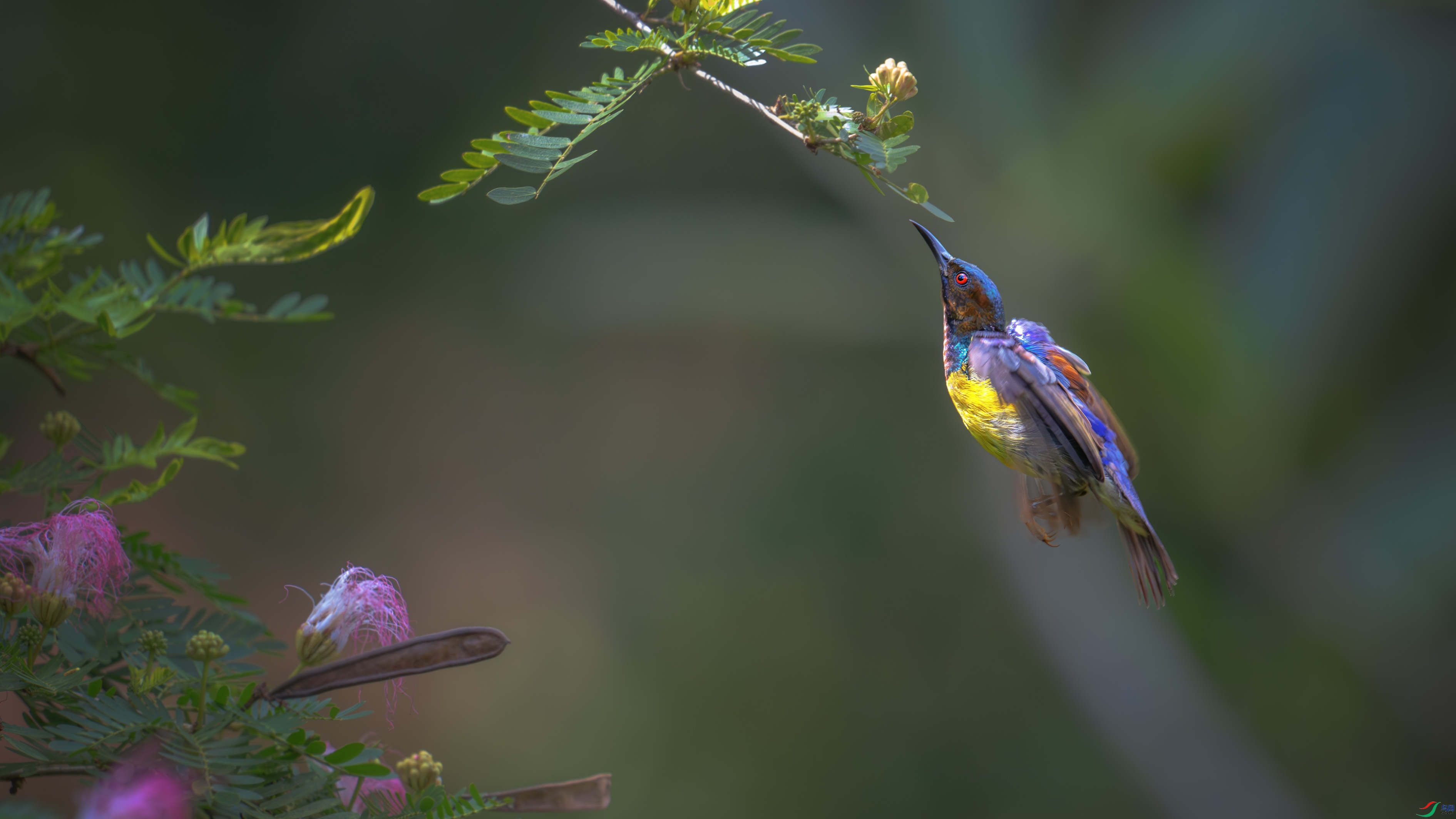 DSC_8513-����ǿ-NR ����1.jpg