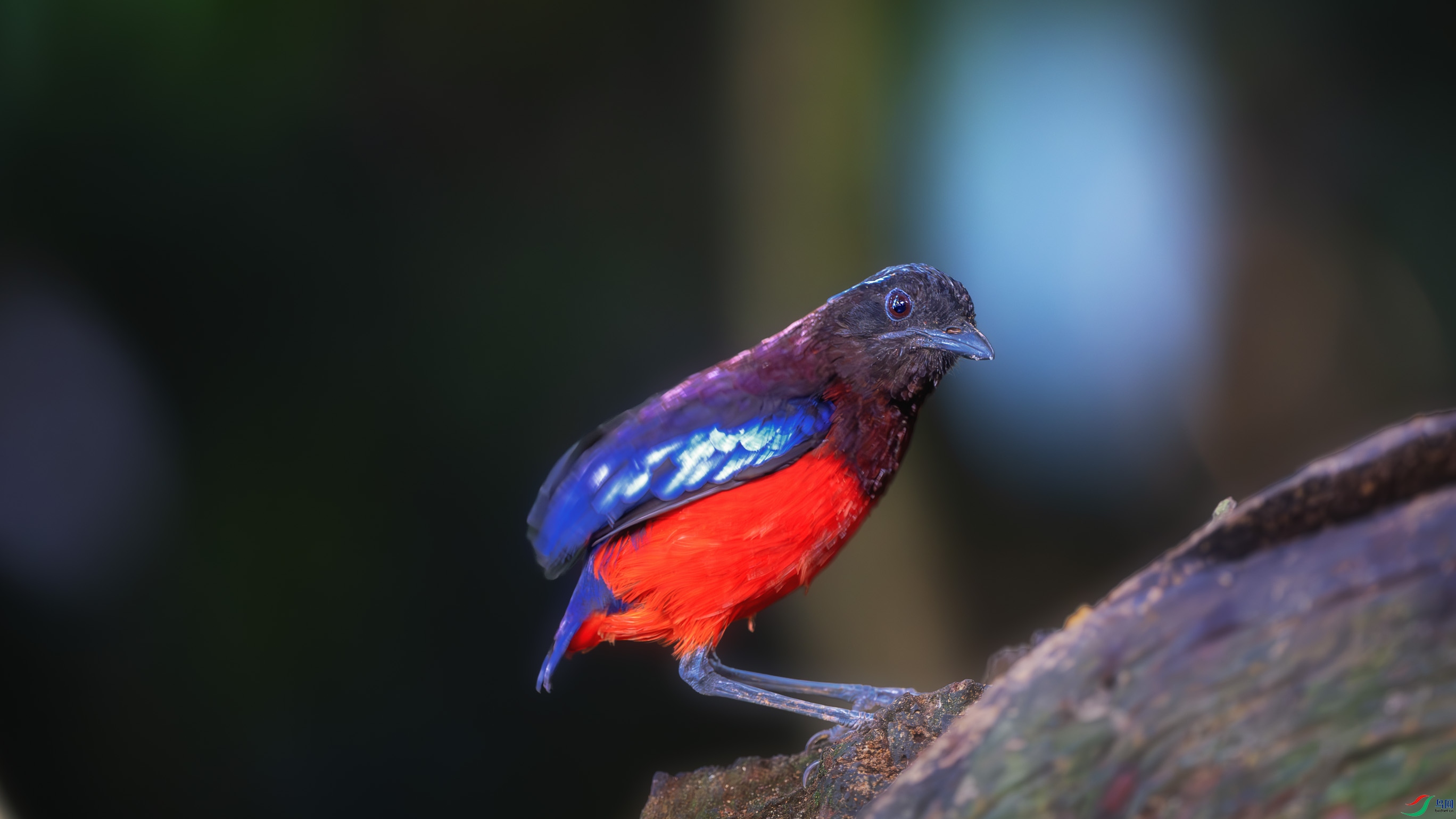 _DSC9528-����ǿ-NR ����1.jpg