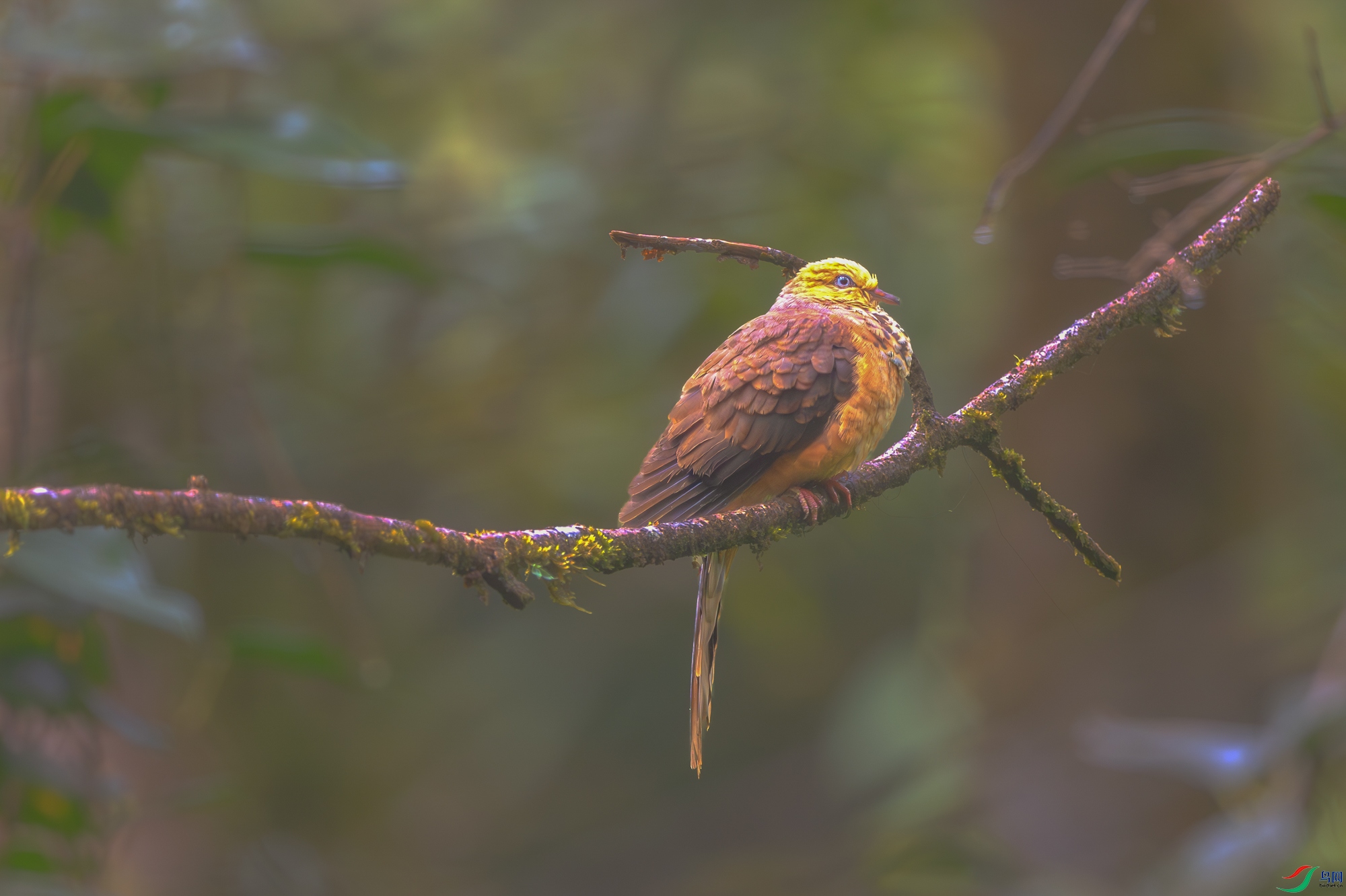 _DSC0589-����ǿ-NR ����.jpg