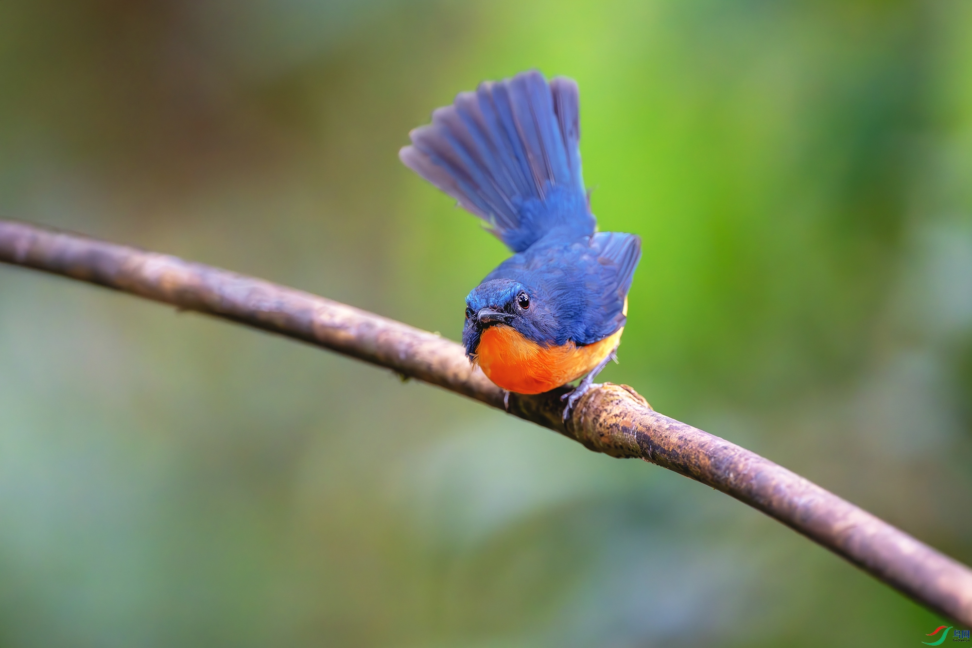 _DSC8222-����ǿ-NR-2 ����.jpg