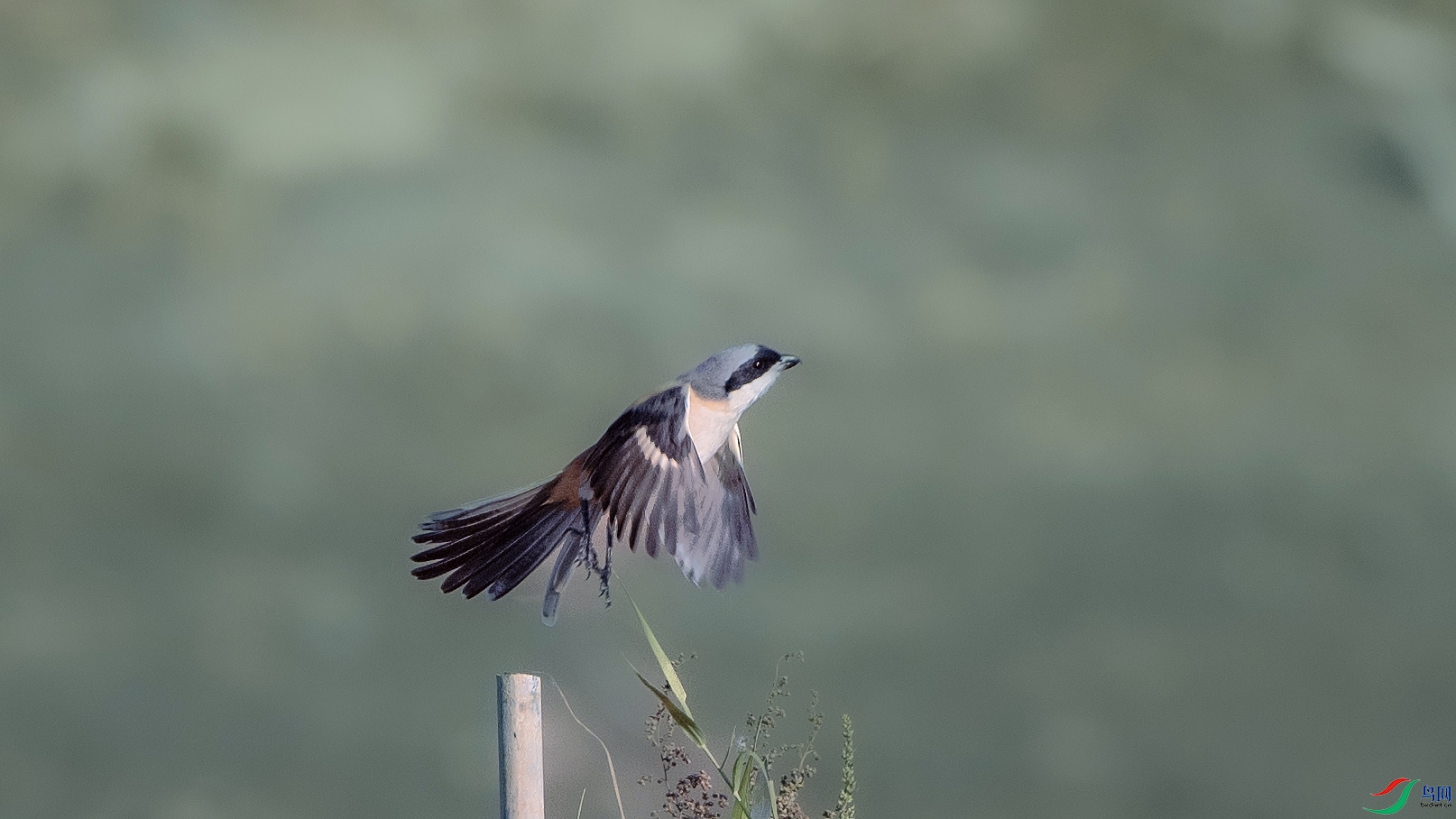 DSC_0657 ����.jpg