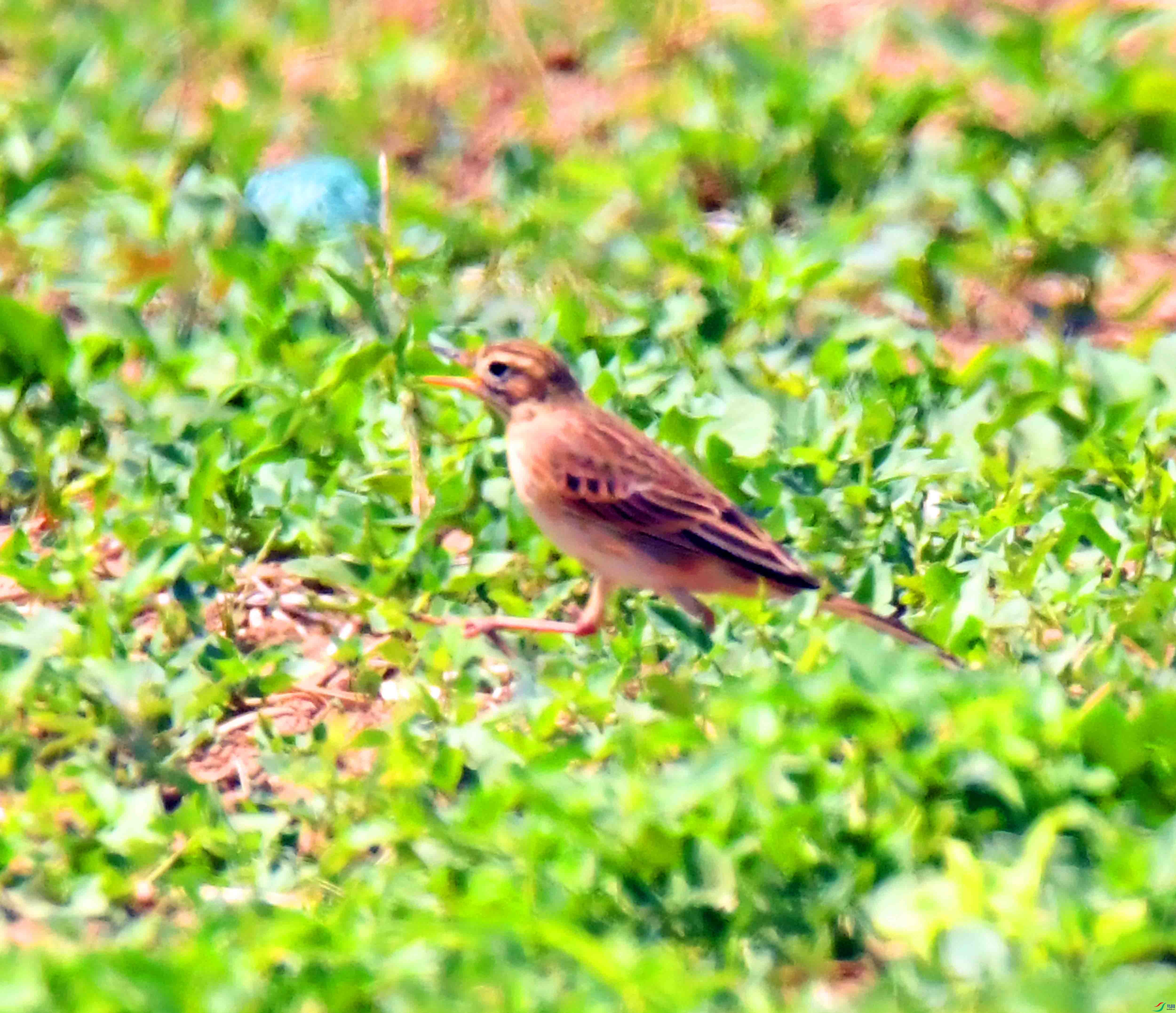 DSC_0498.JPG