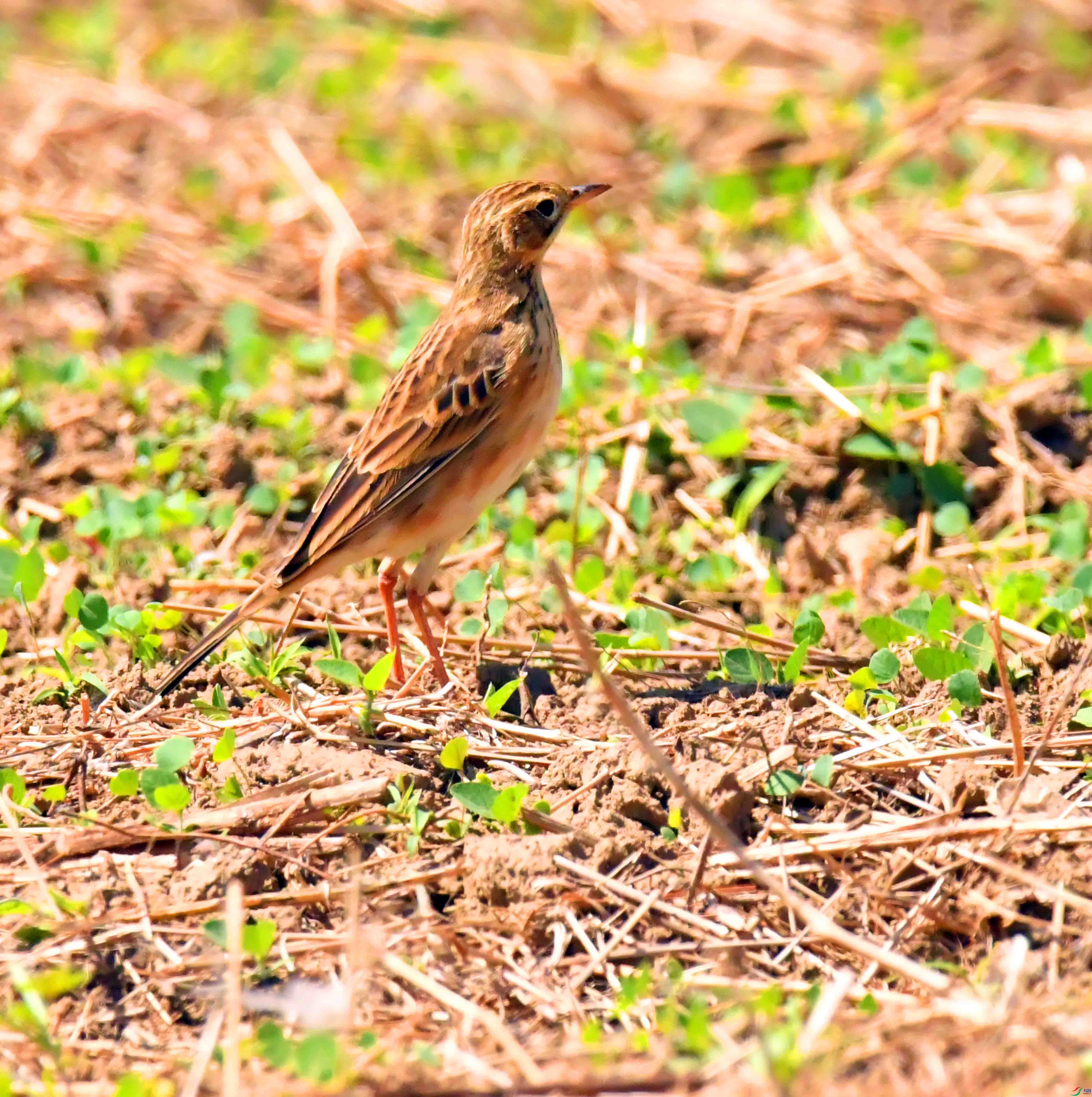 DSC_9013.JPG