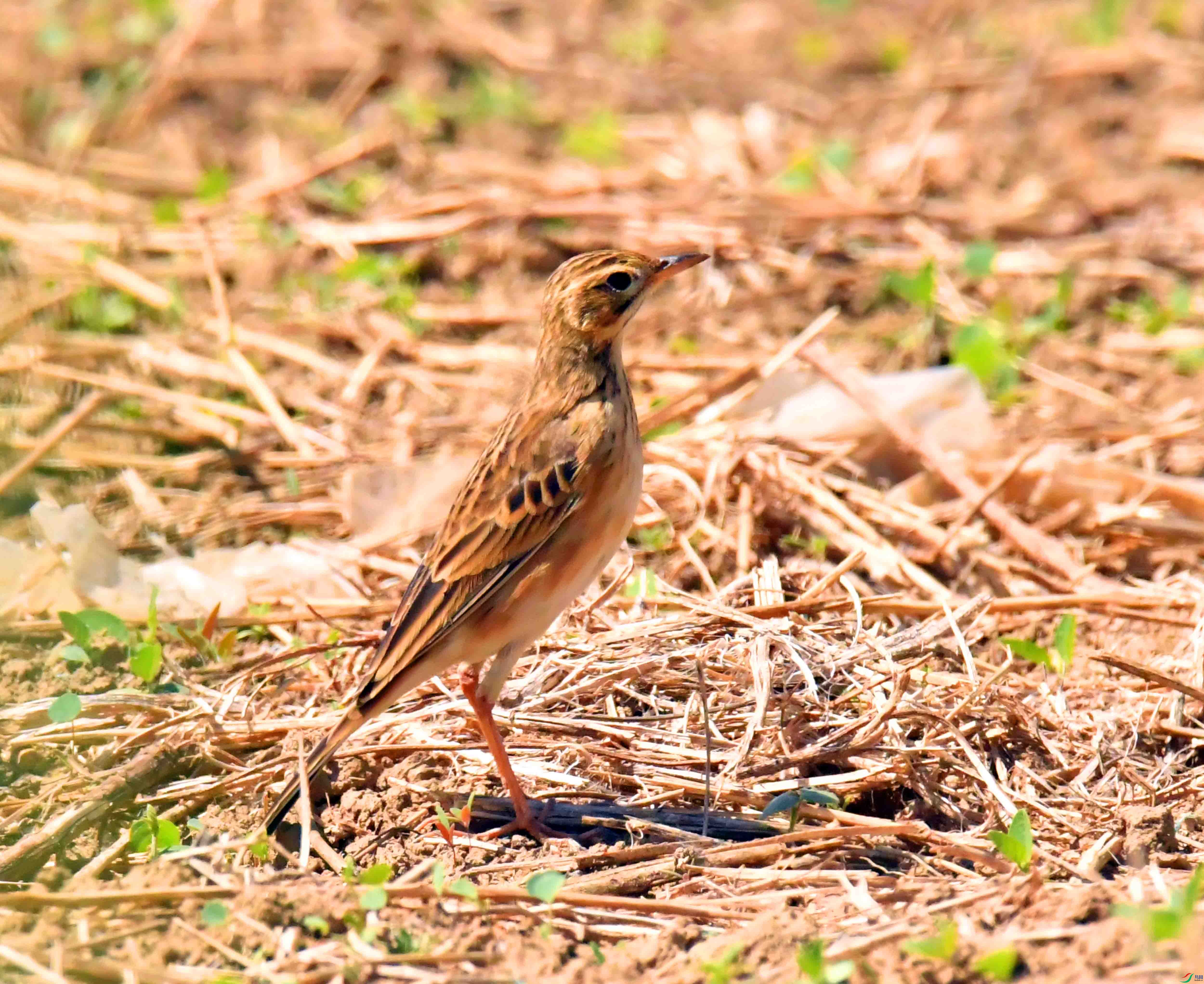 DSC_9029.JPG