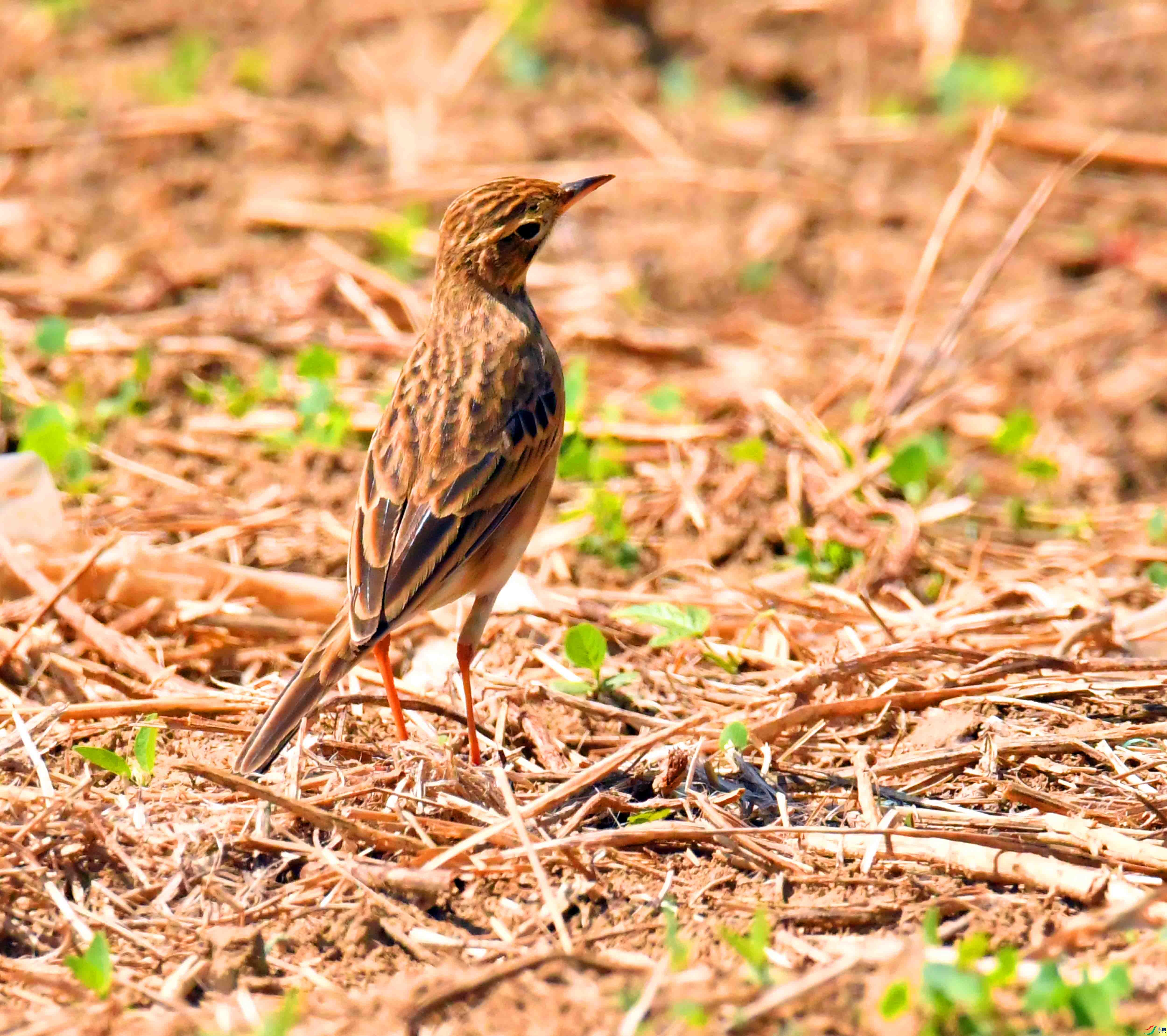 DSC_9045.JPG