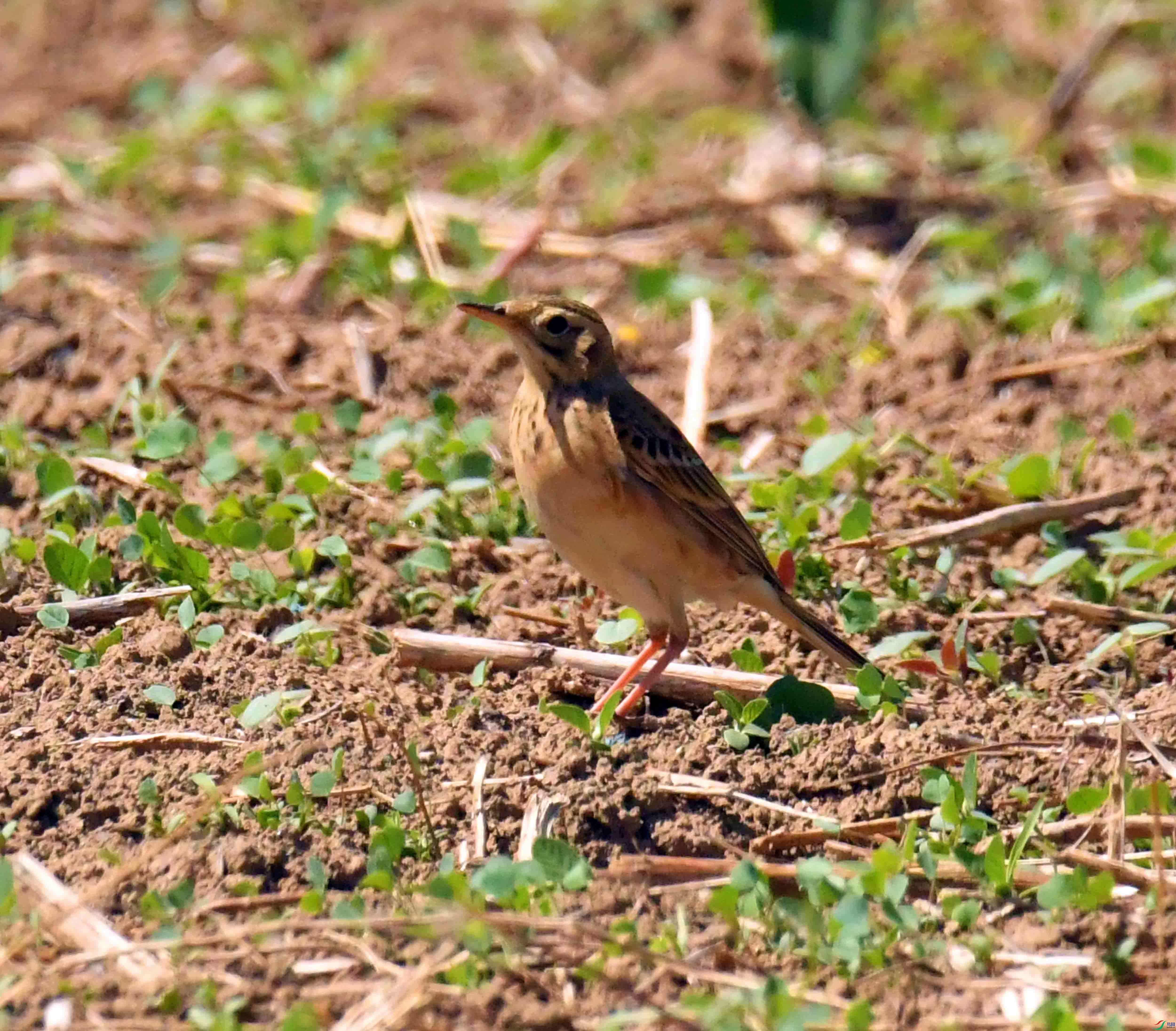 DSC_9062.JPG