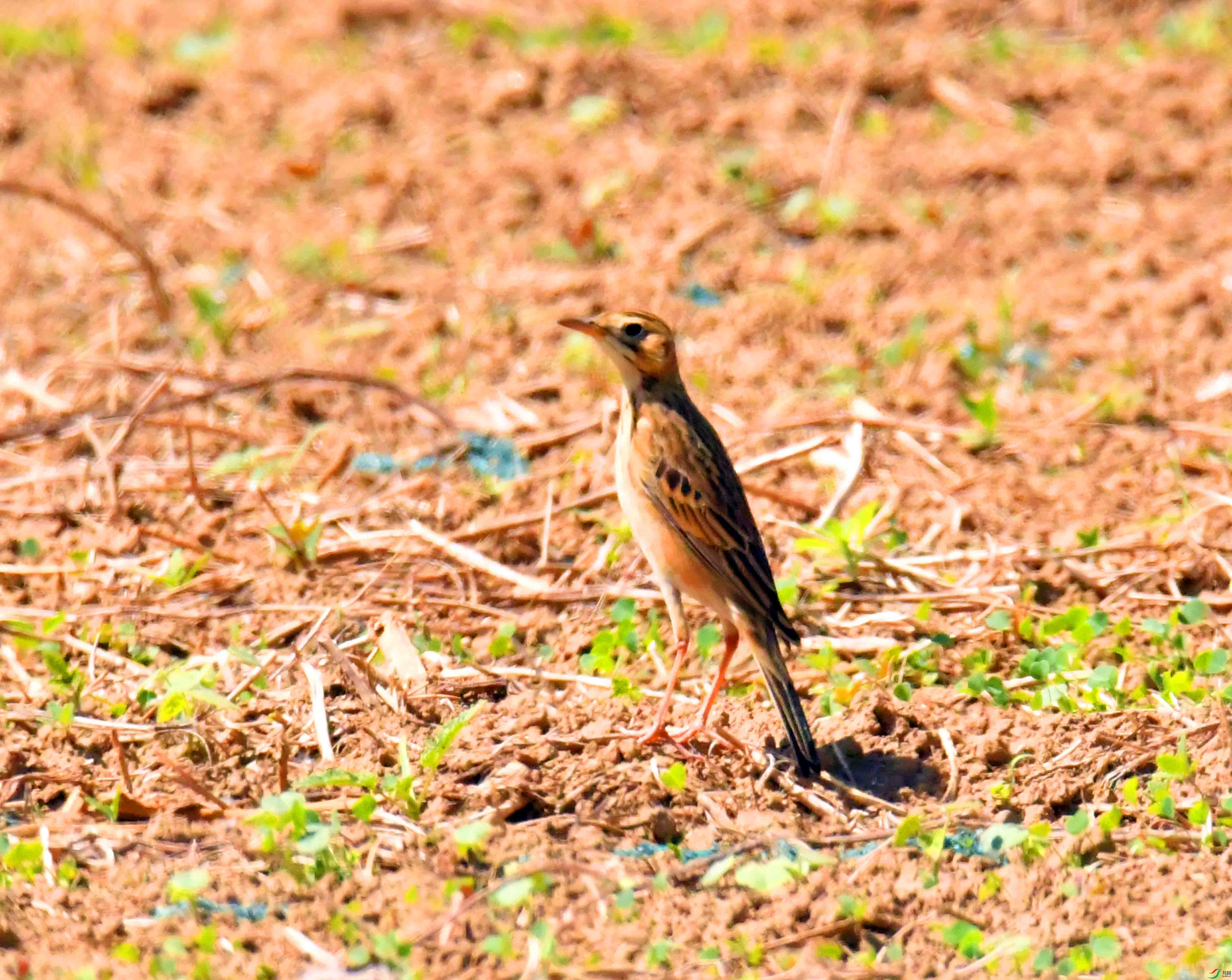 DSC_9081.JPG