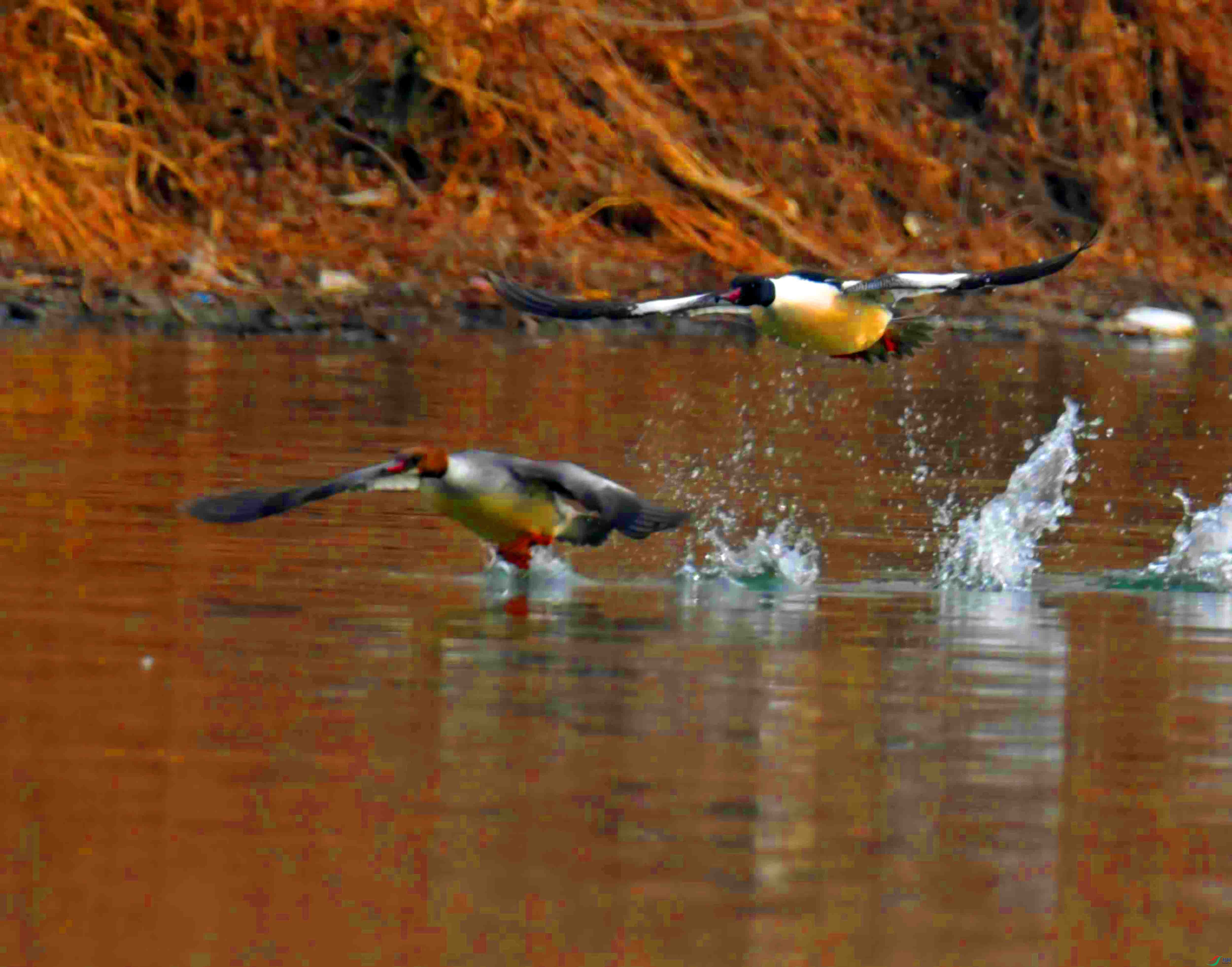 DSC_2718.JPG