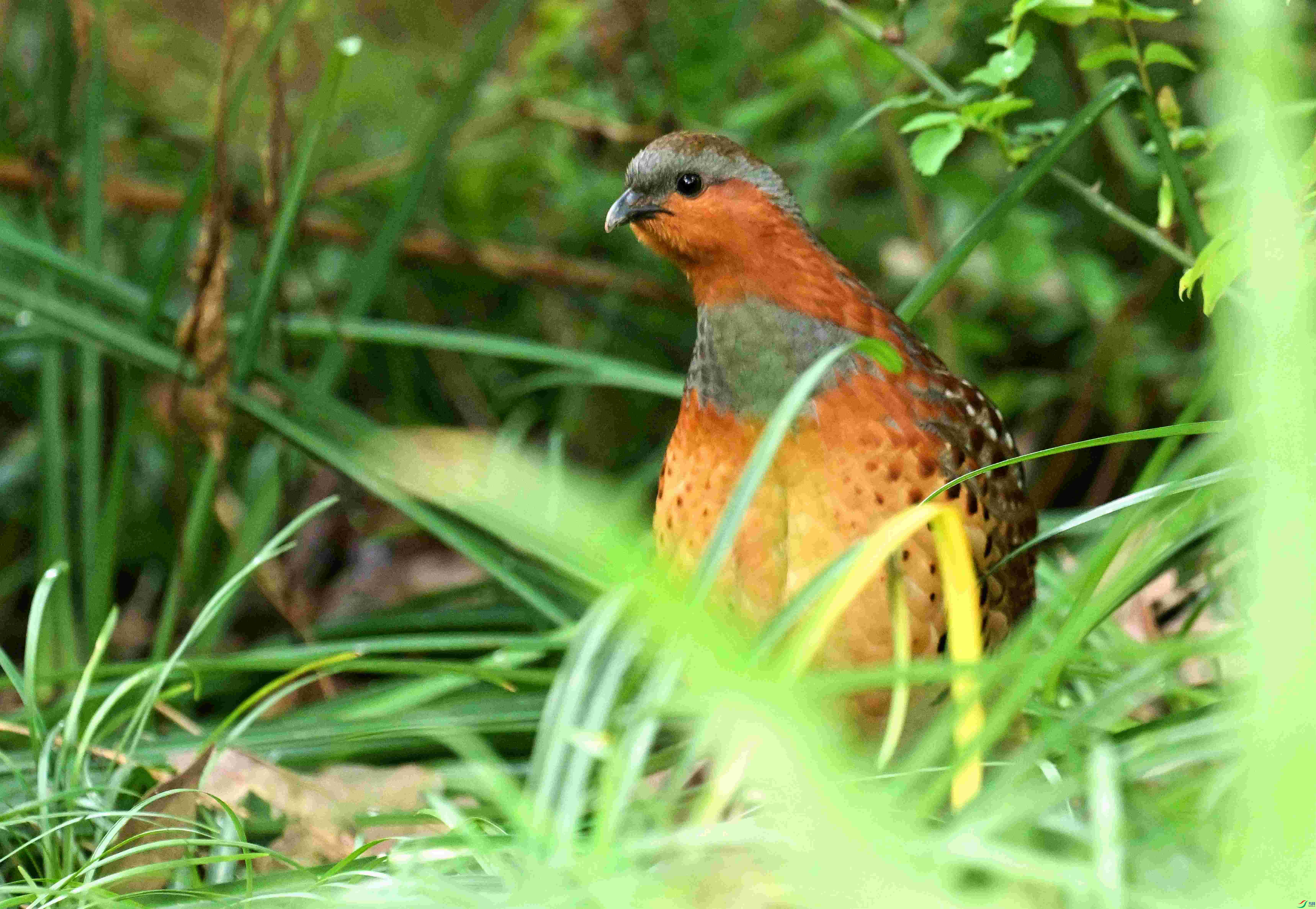DSC_9711.jpg