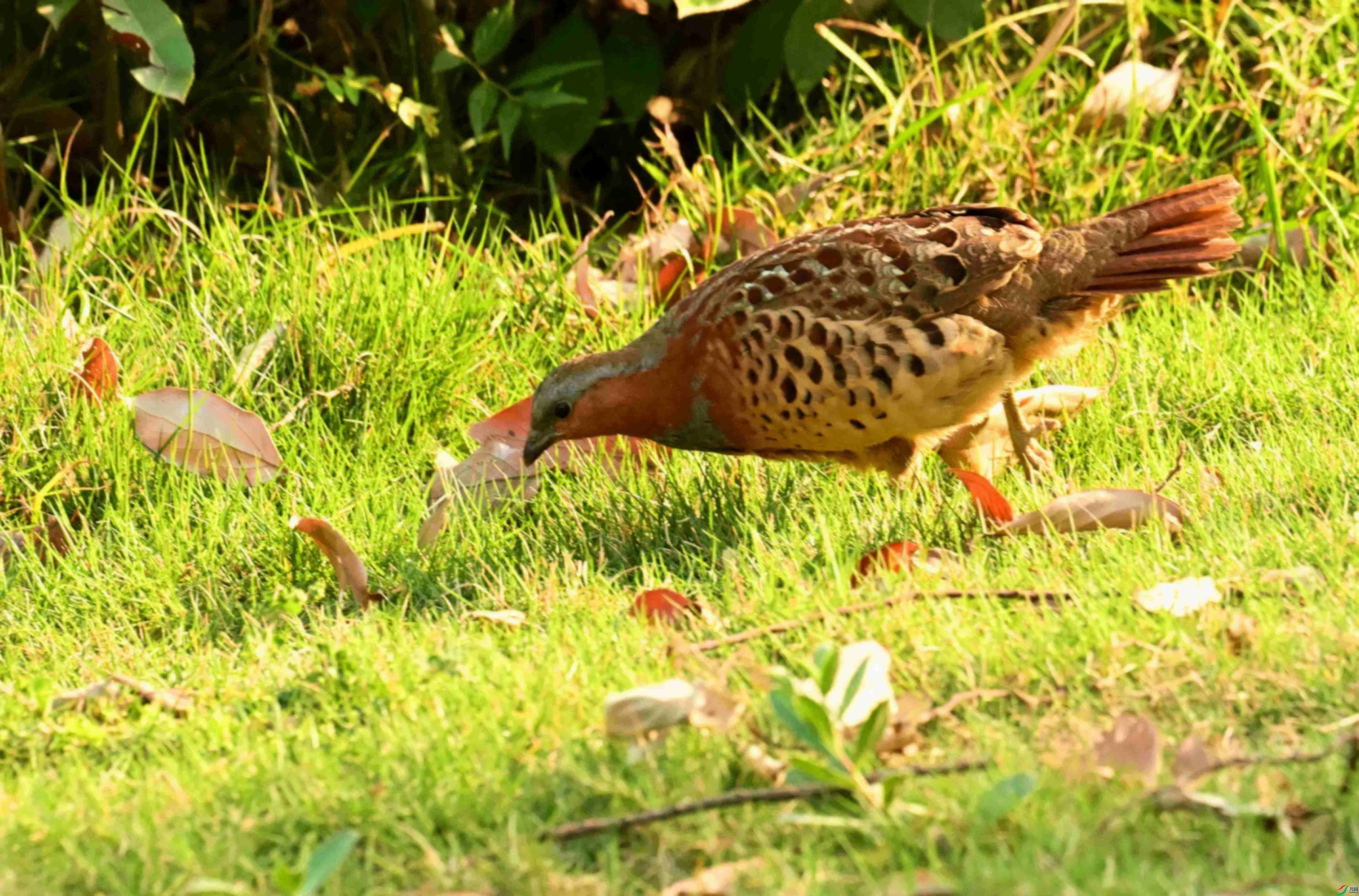 DSC_1680.JPG