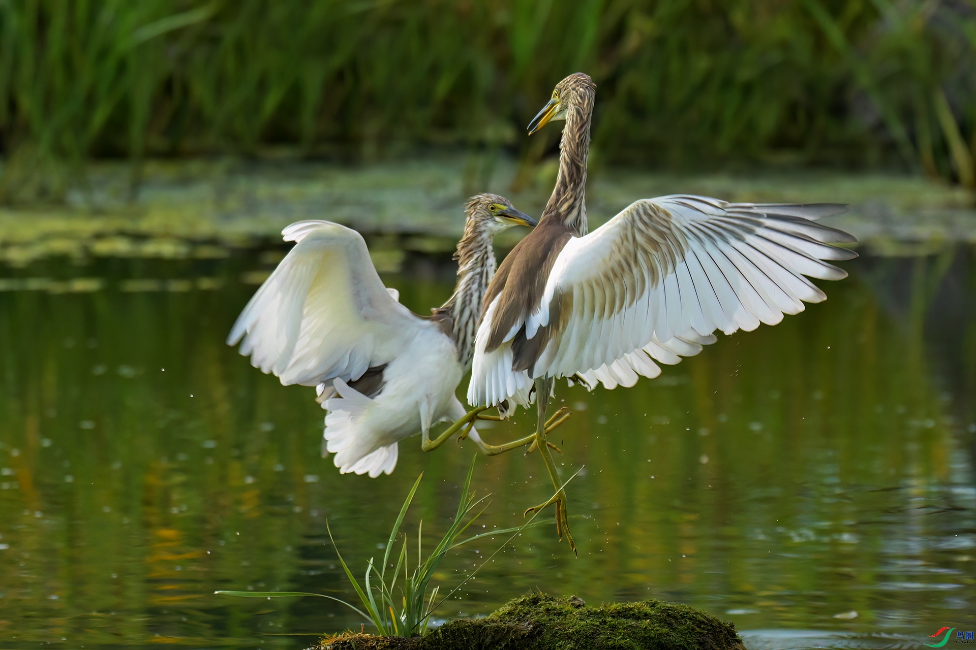 DSC_9714-V2.jpg