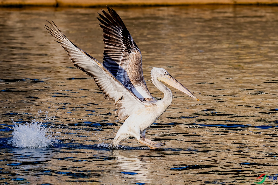 DSC_0677.jpg
