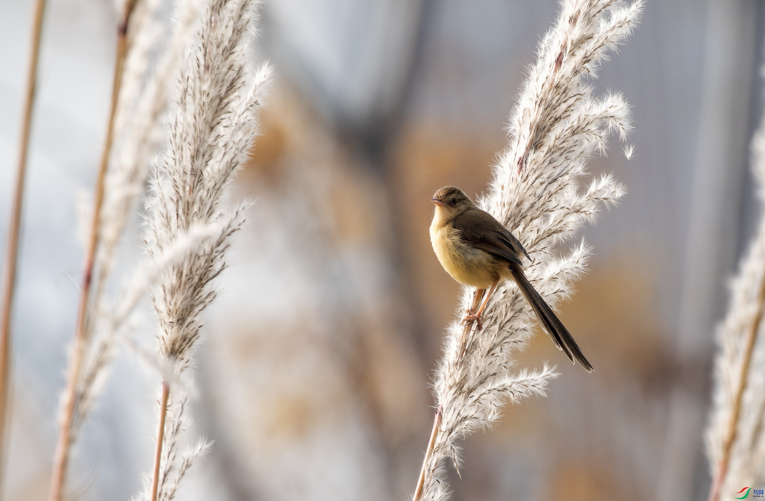 ��ɫɽ��ݺ (4)-01.jpg