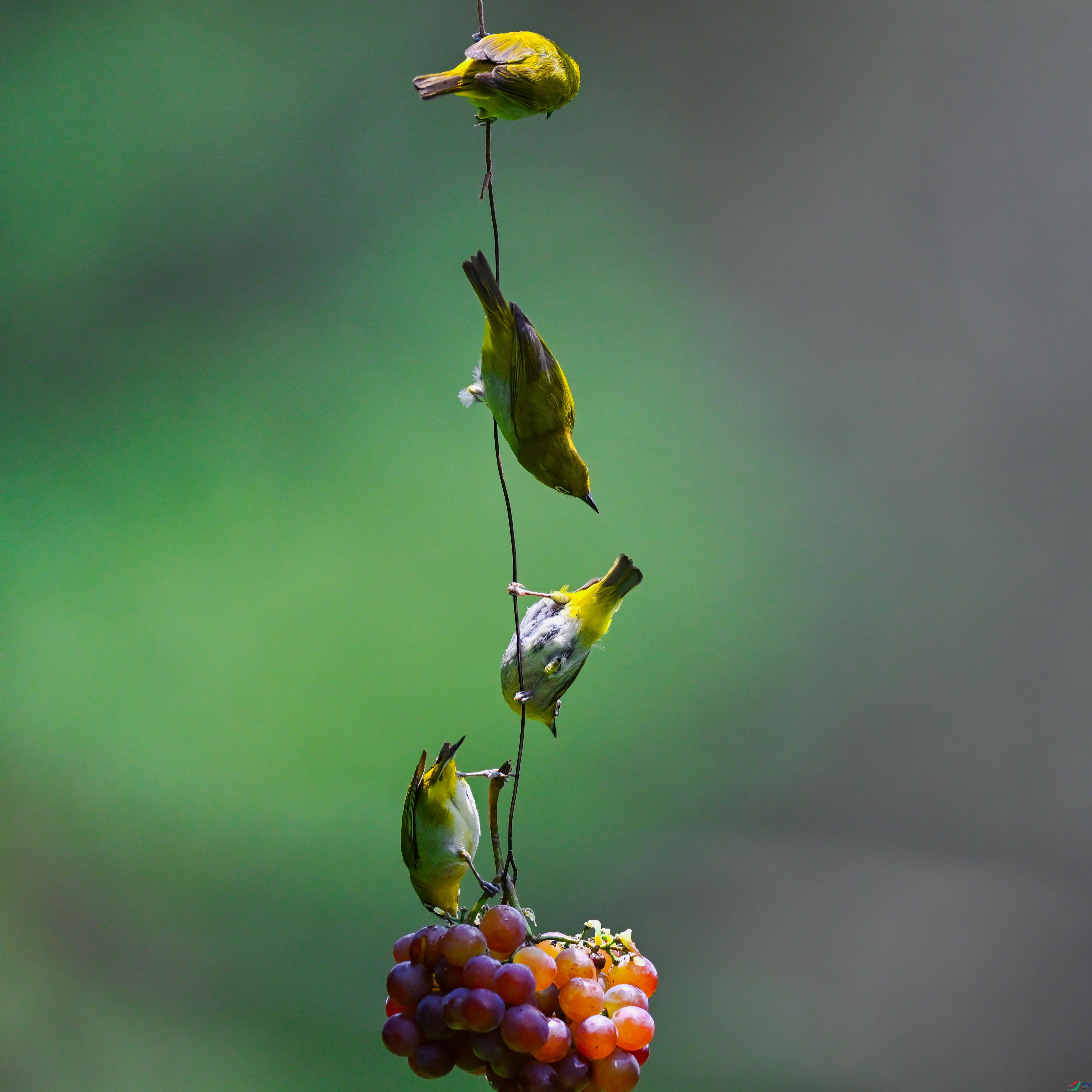 DSC_5378.jpg