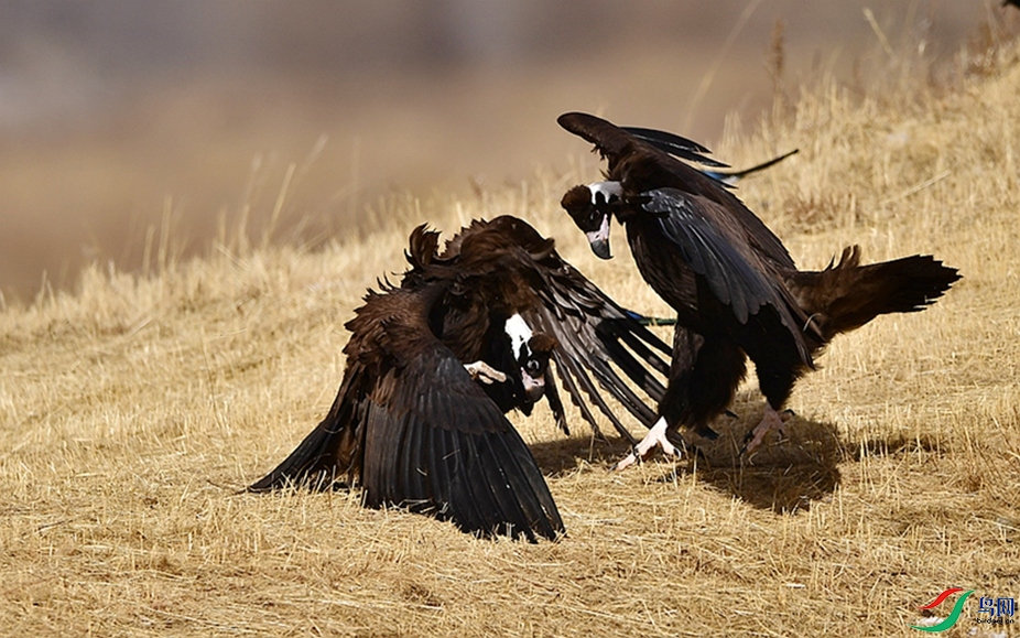 �߹����ա�