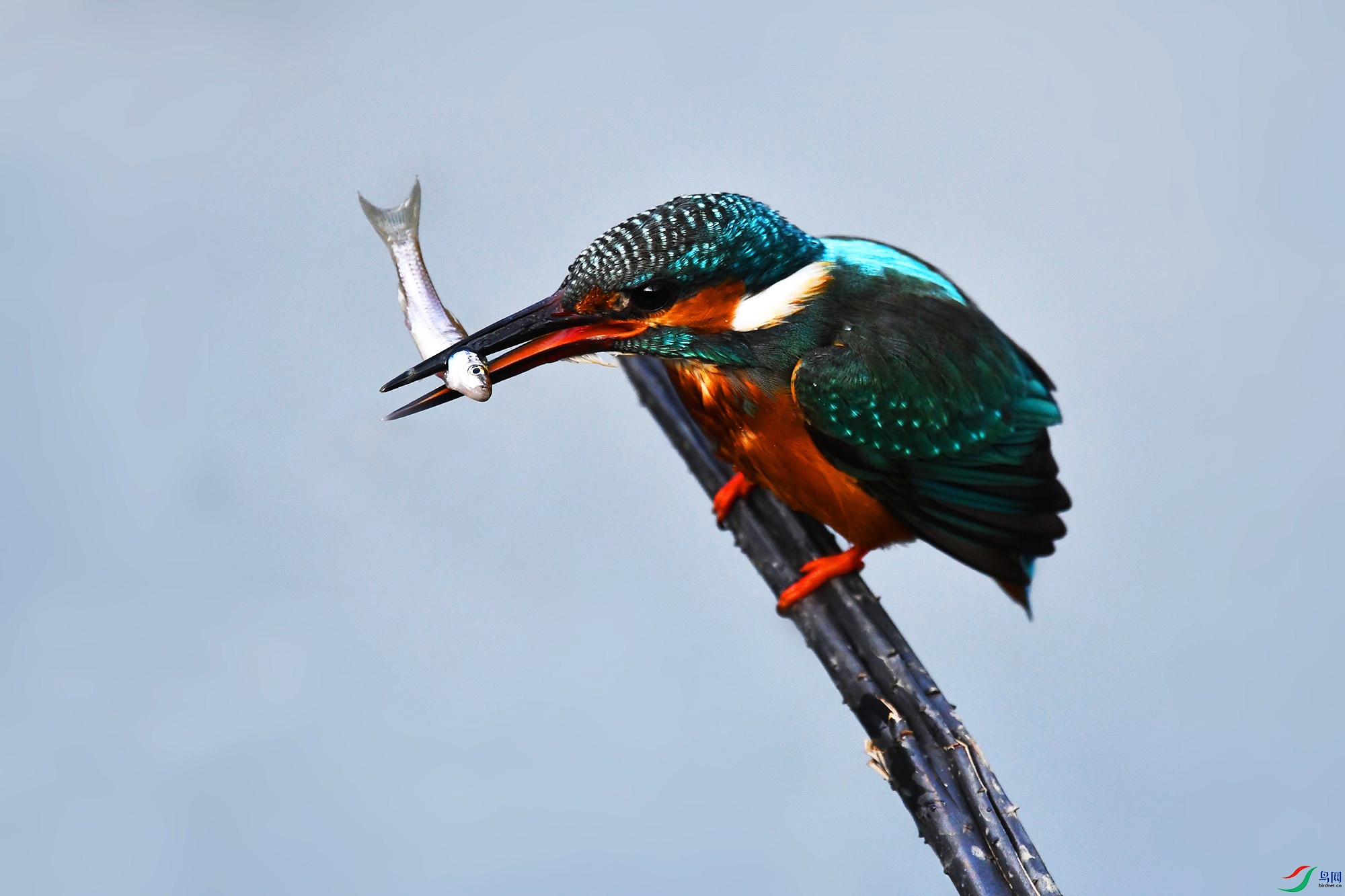 DSC_7909_.jpg