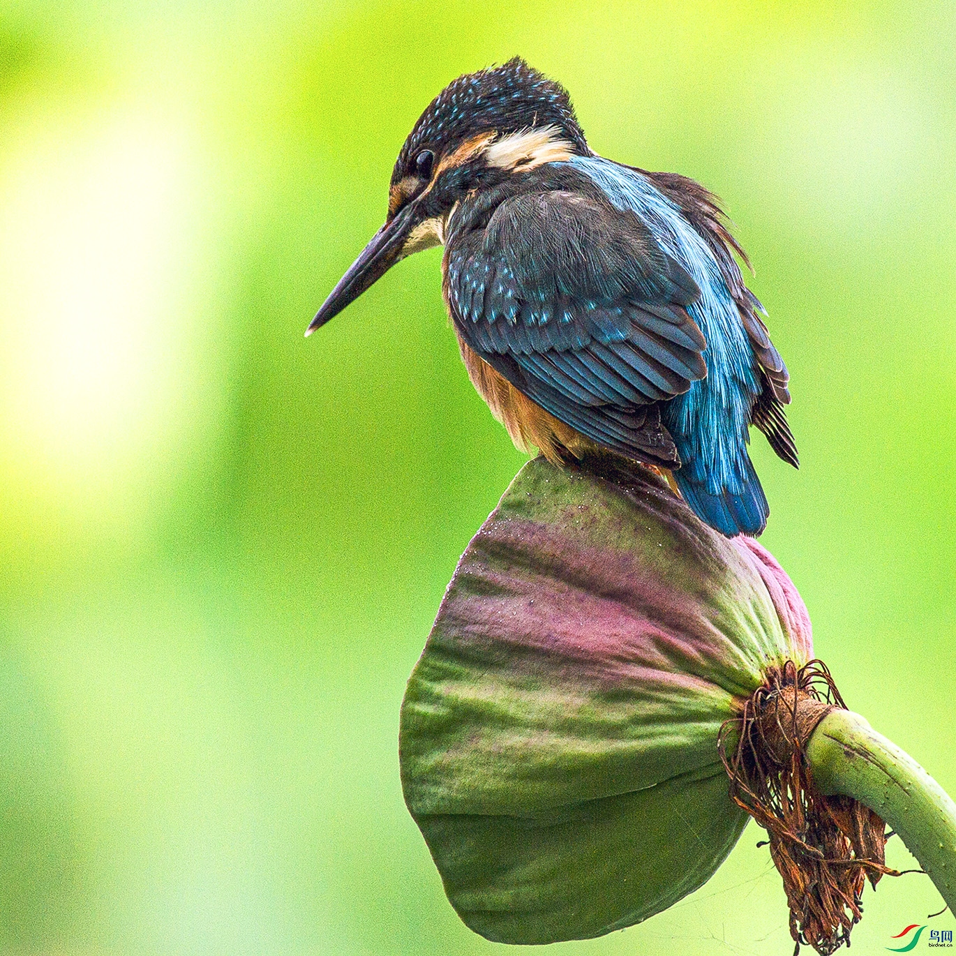 _MG_8428 ����.jpg