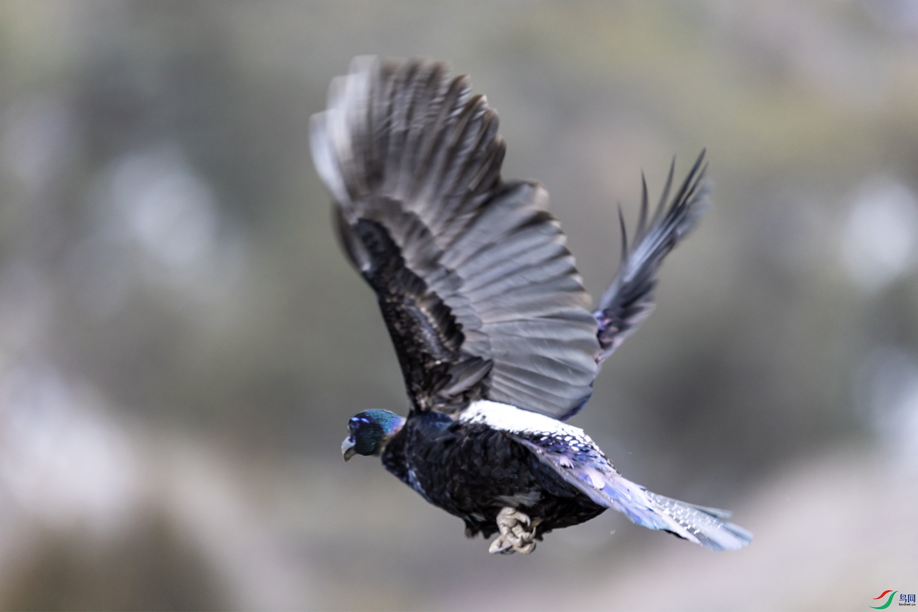 4K2A6117 ��β����002��.jpg