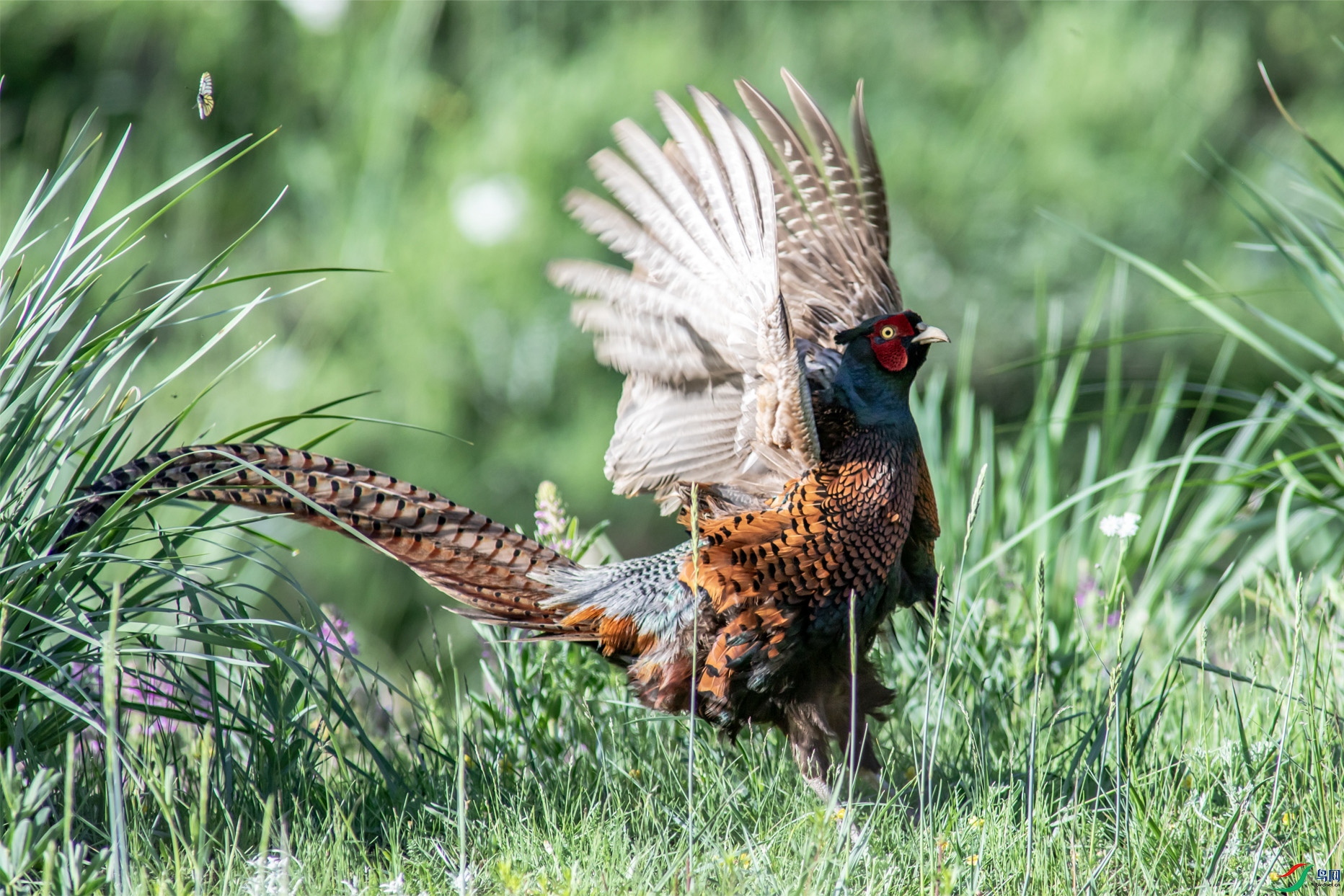 I99A1808 ����002.jpg