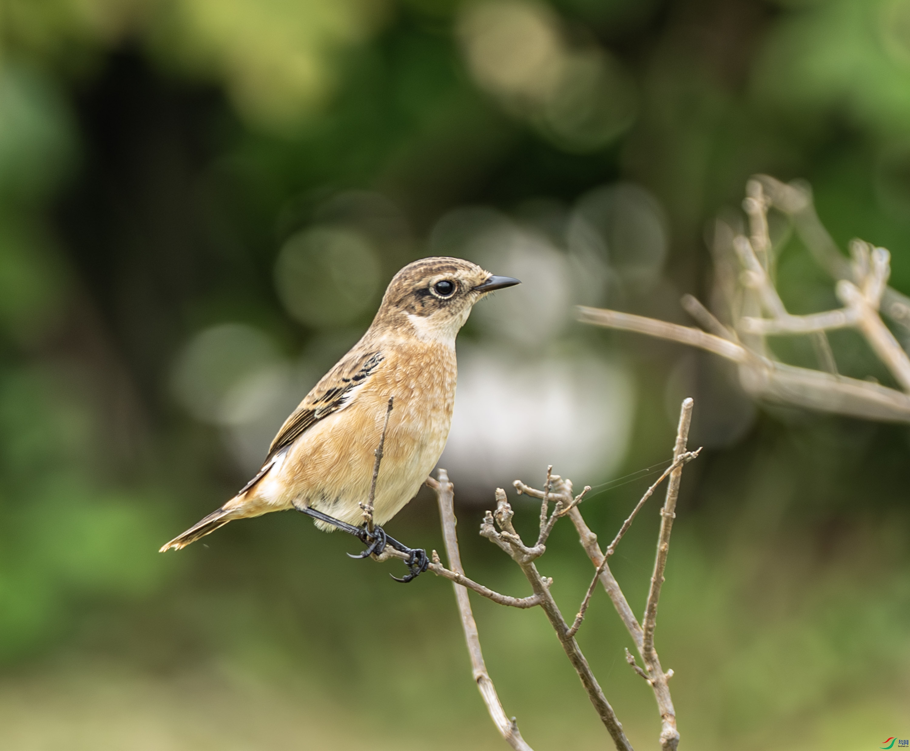 ����ʯ 01-19.jpg