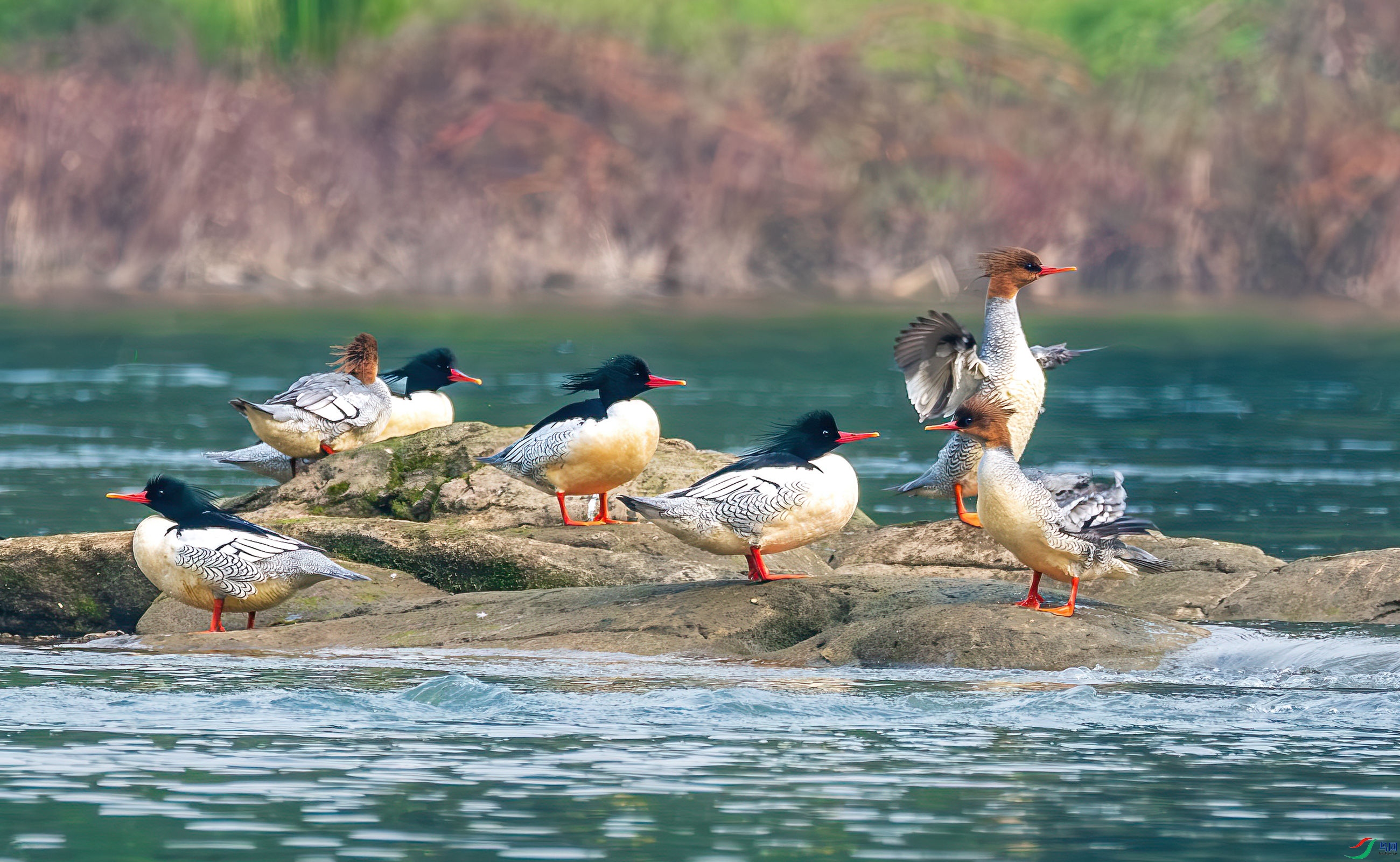 ˮ�ϻʯ�D�D�Dʯ�Ͼ�