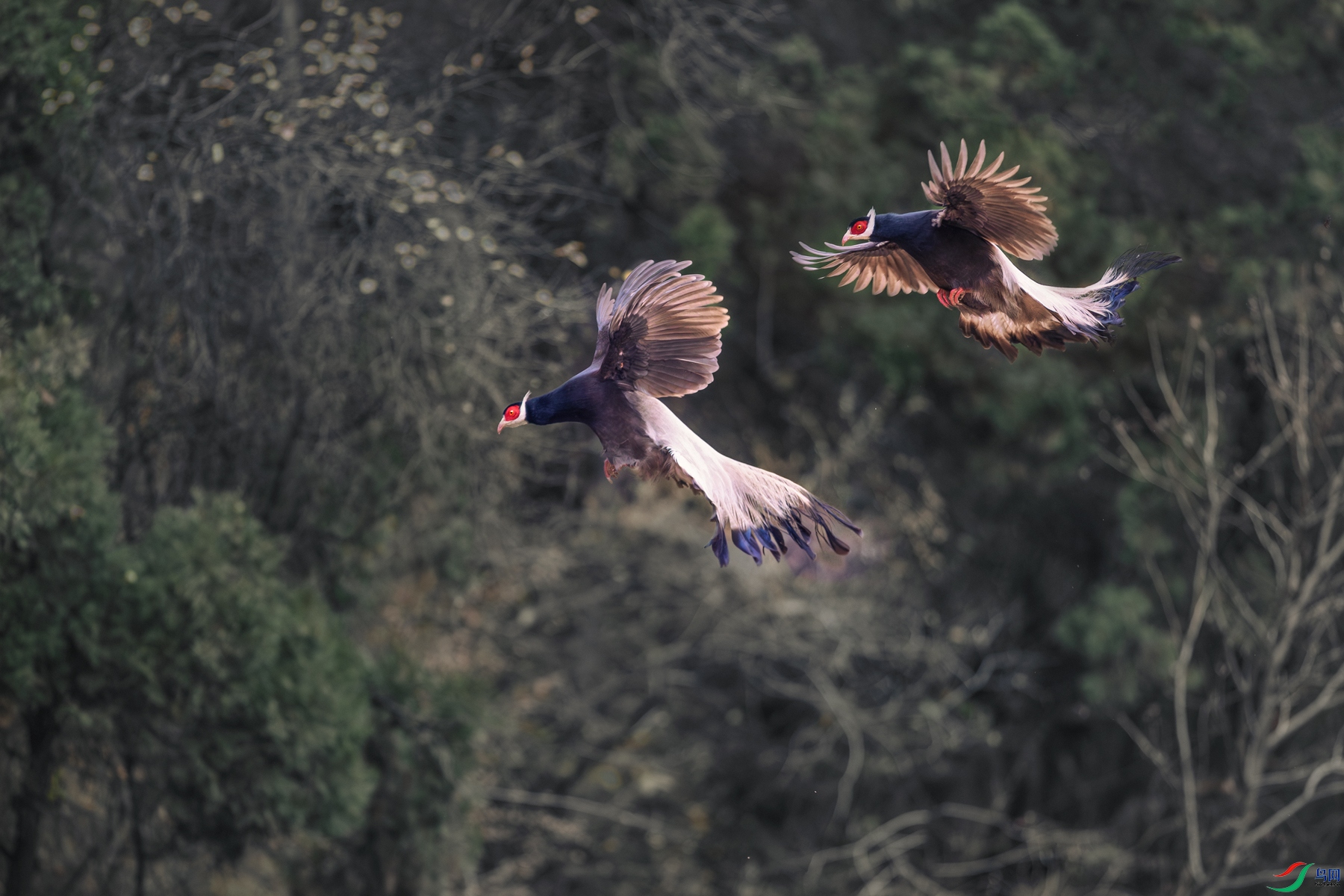 ������----˫�����