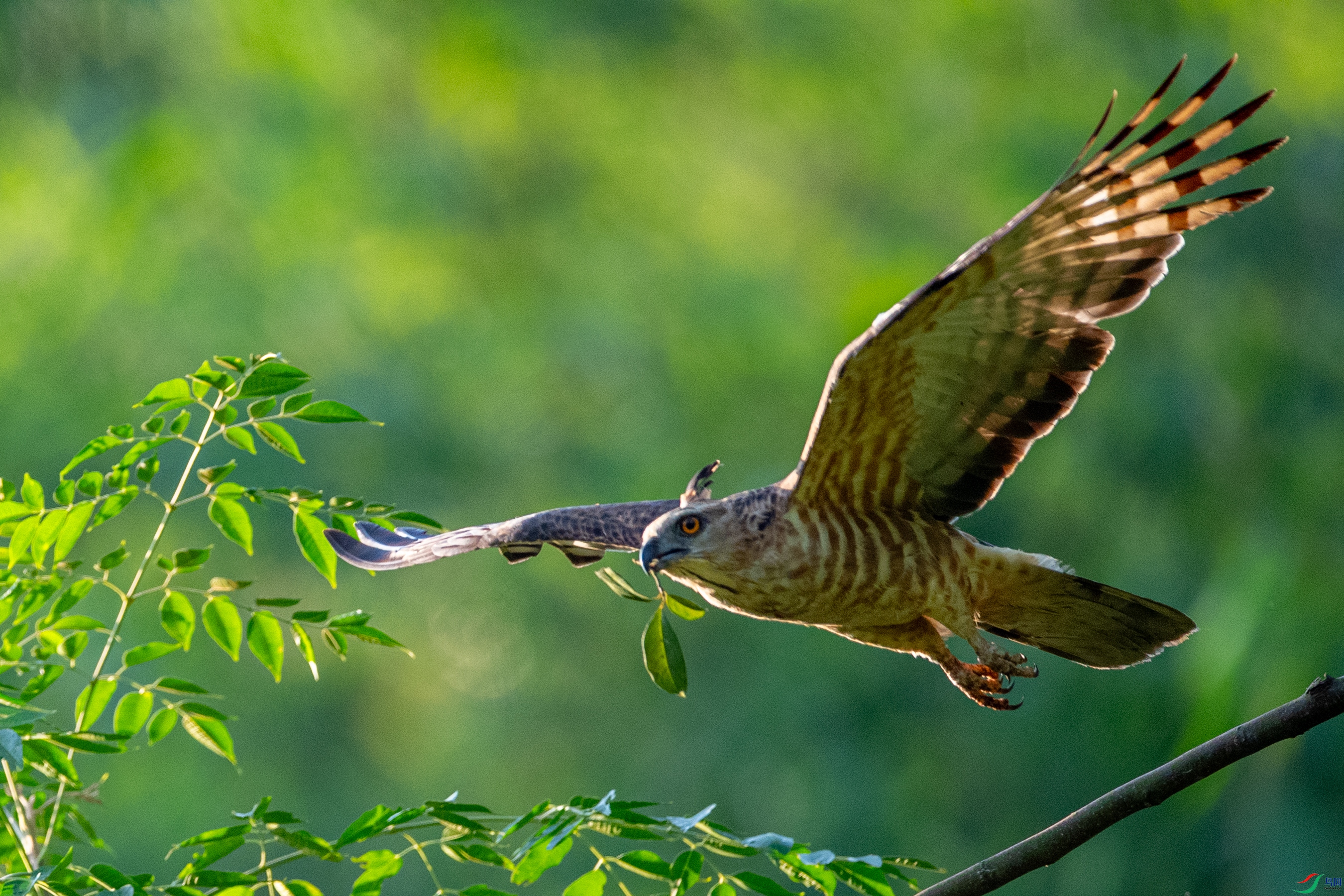 DSC_0993�ֹھ���.JPG