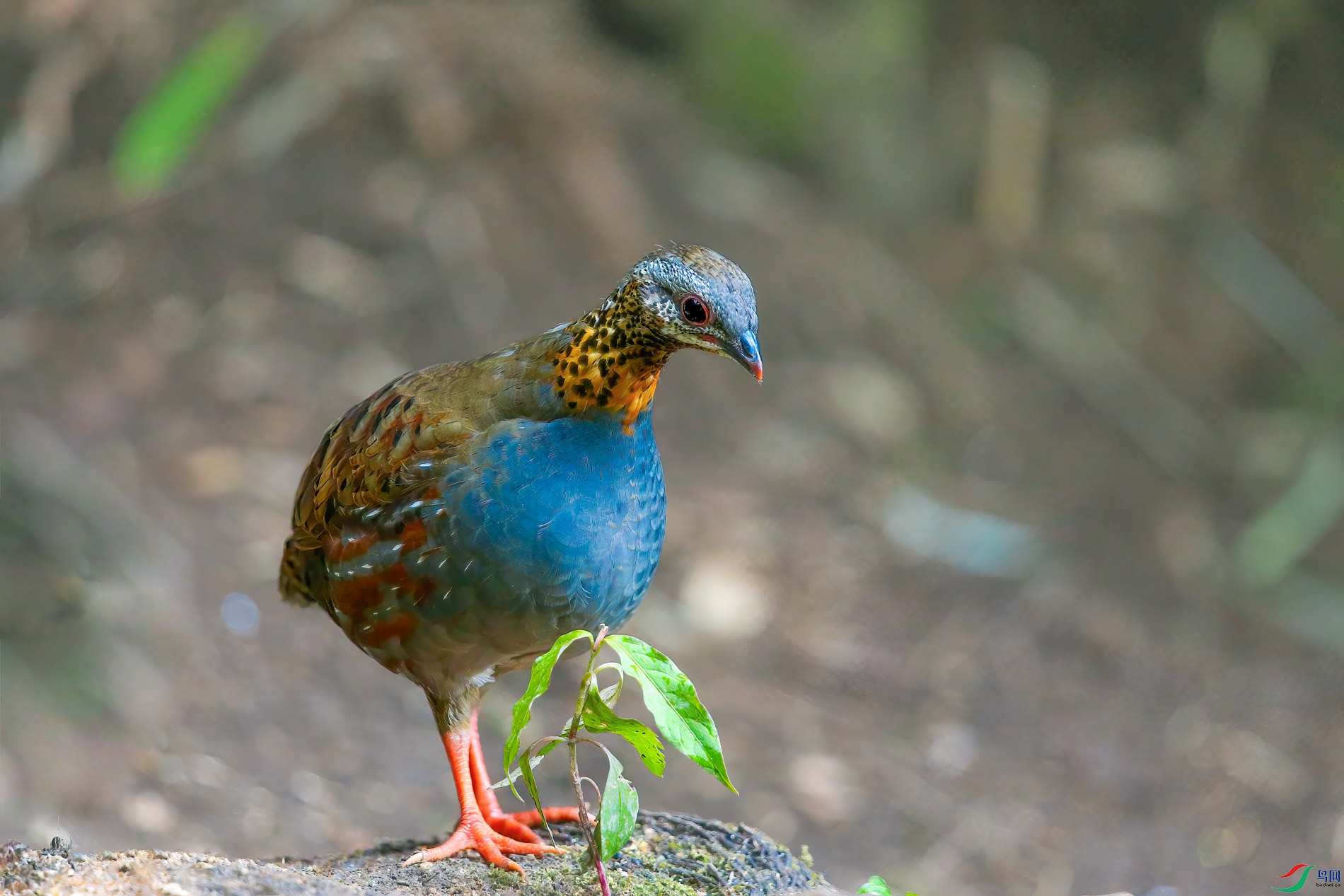 a_3714-1.jpg