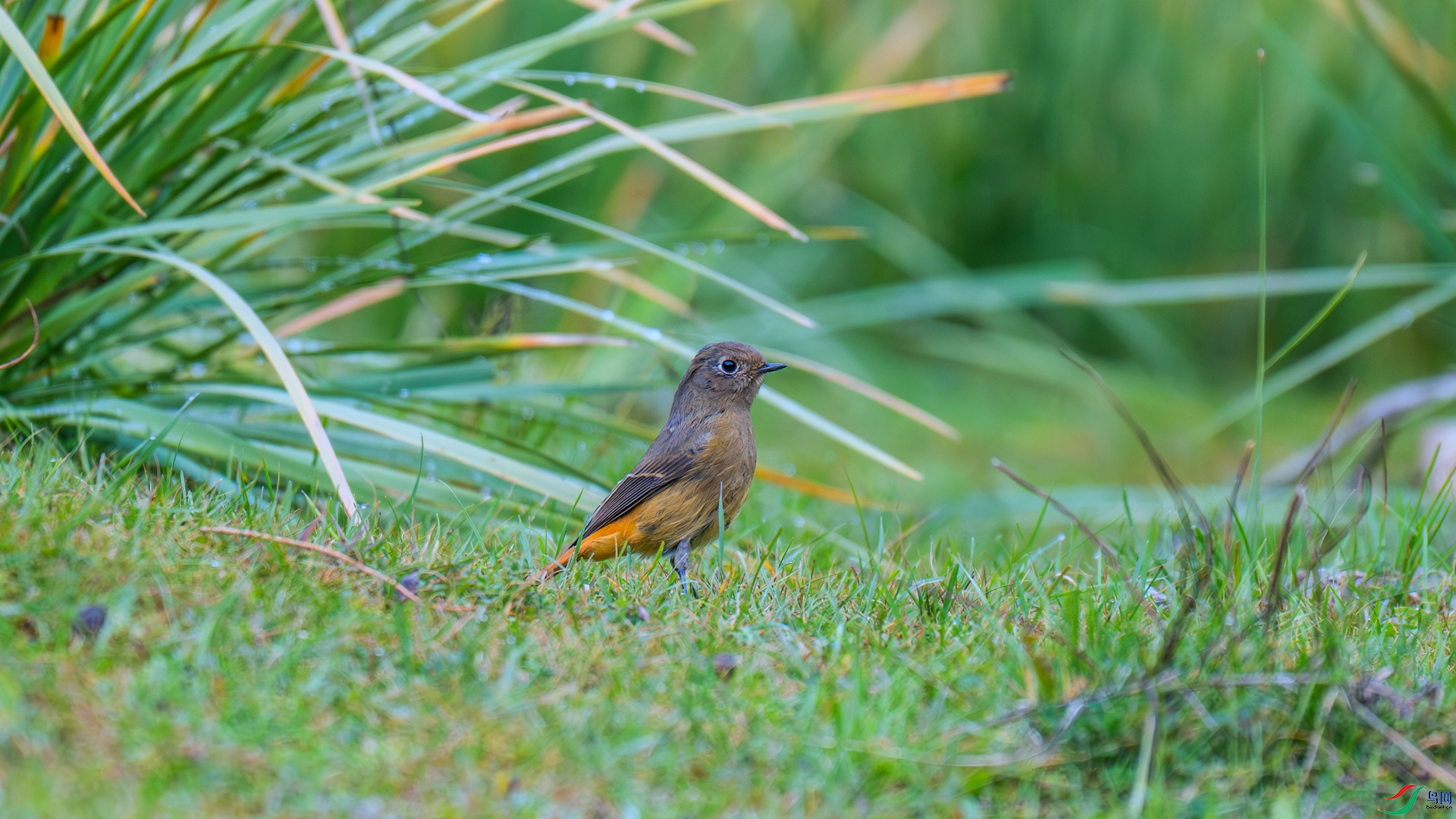 DSC_2755 ����_����.jpg