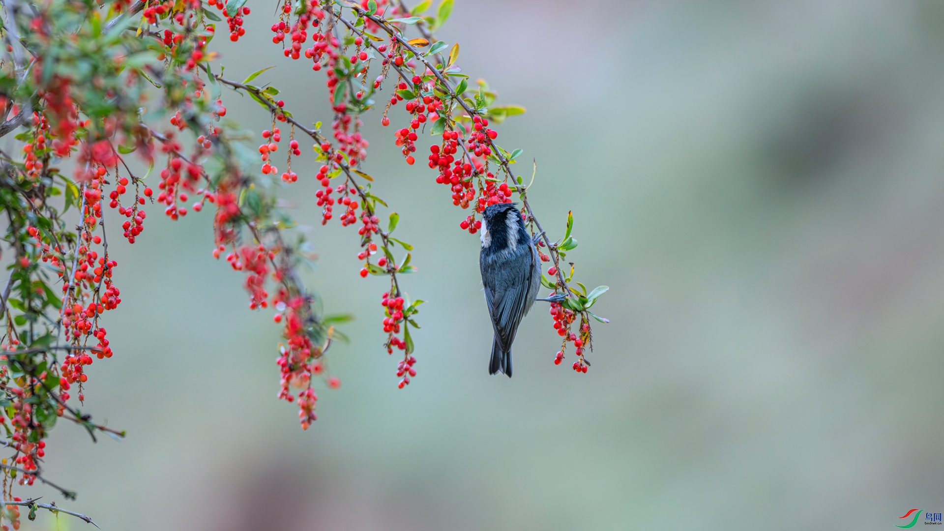 DSC_3046 ����_����.jpg