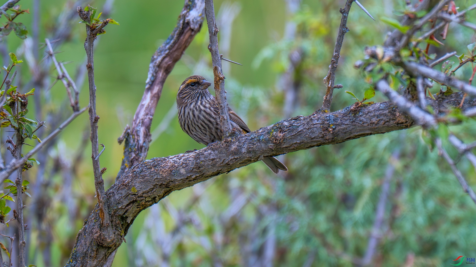 DSC_3153 ����_����.jpg