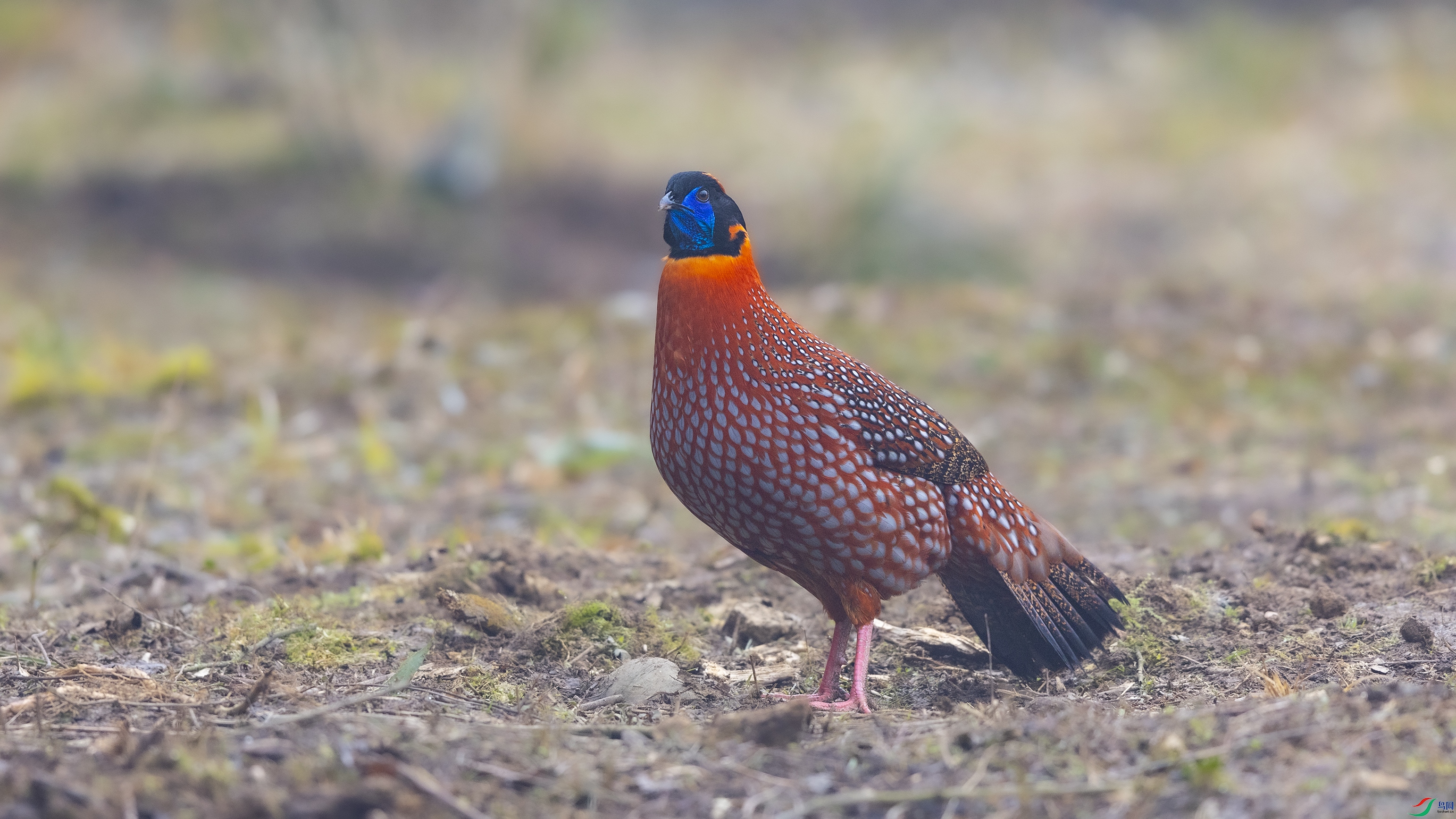 _O7A8833 ����.jpg