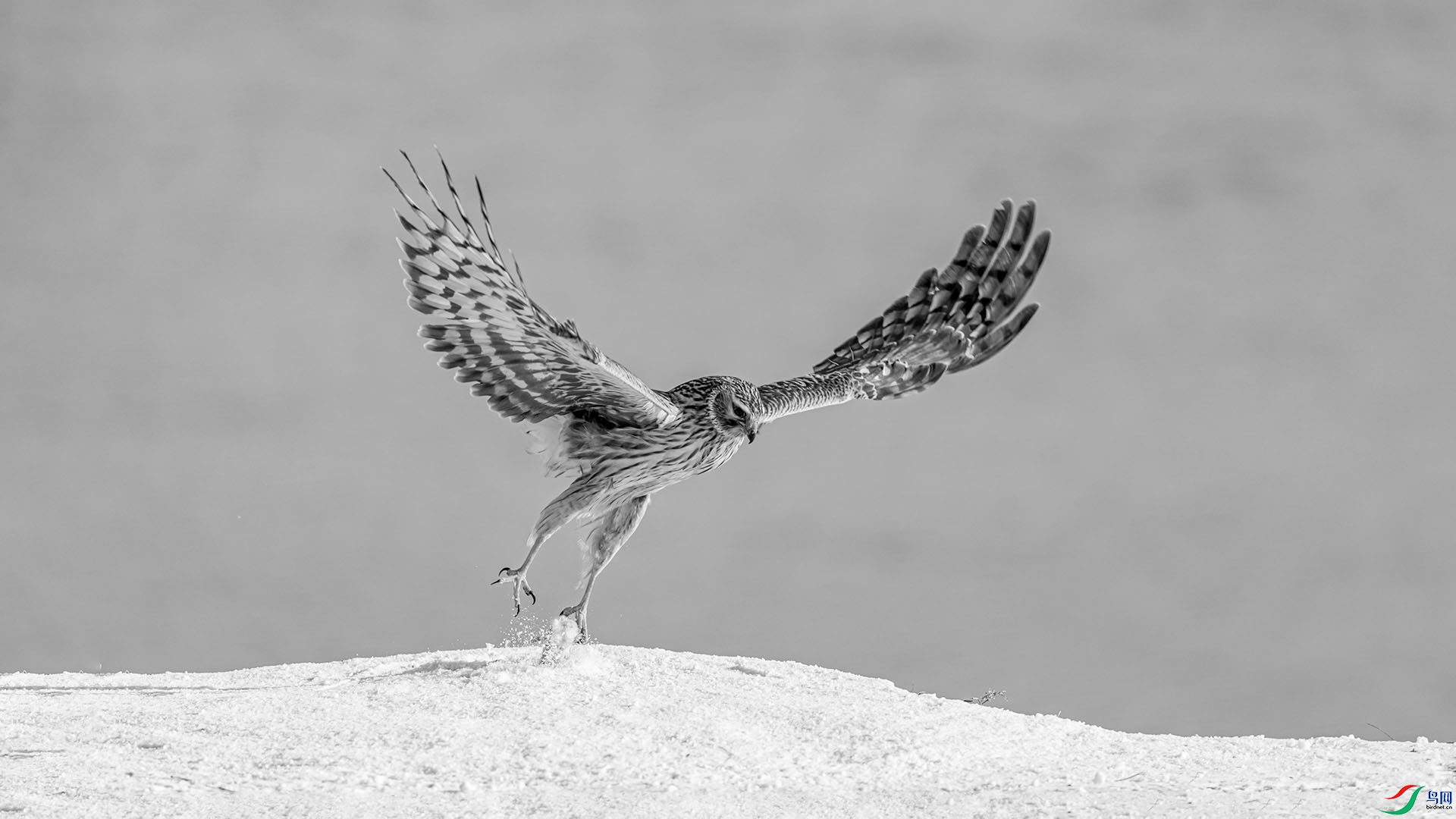 DSC03491AXXXH.jpg